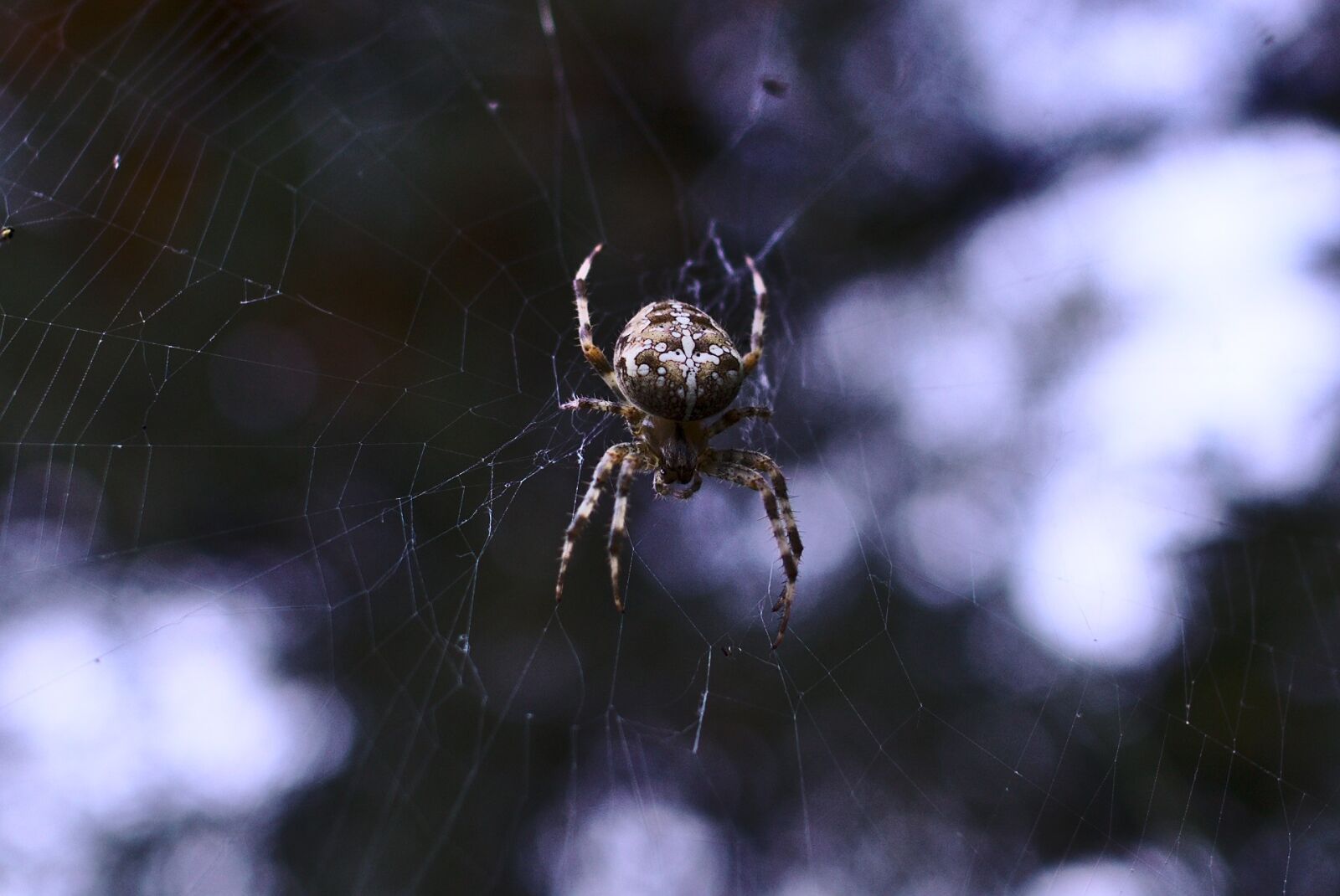 Sony a6000 + Sony Sonnar T* E 24mm F1.8 ZA sample photo. Spider, nature, wildlife photography