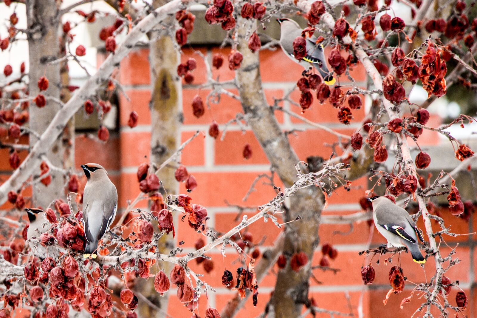 Canon EOS 650D (EOS Rebel T4i / EOS Kiss X6i) sample photo. Waxwing, bird, crab apple photography