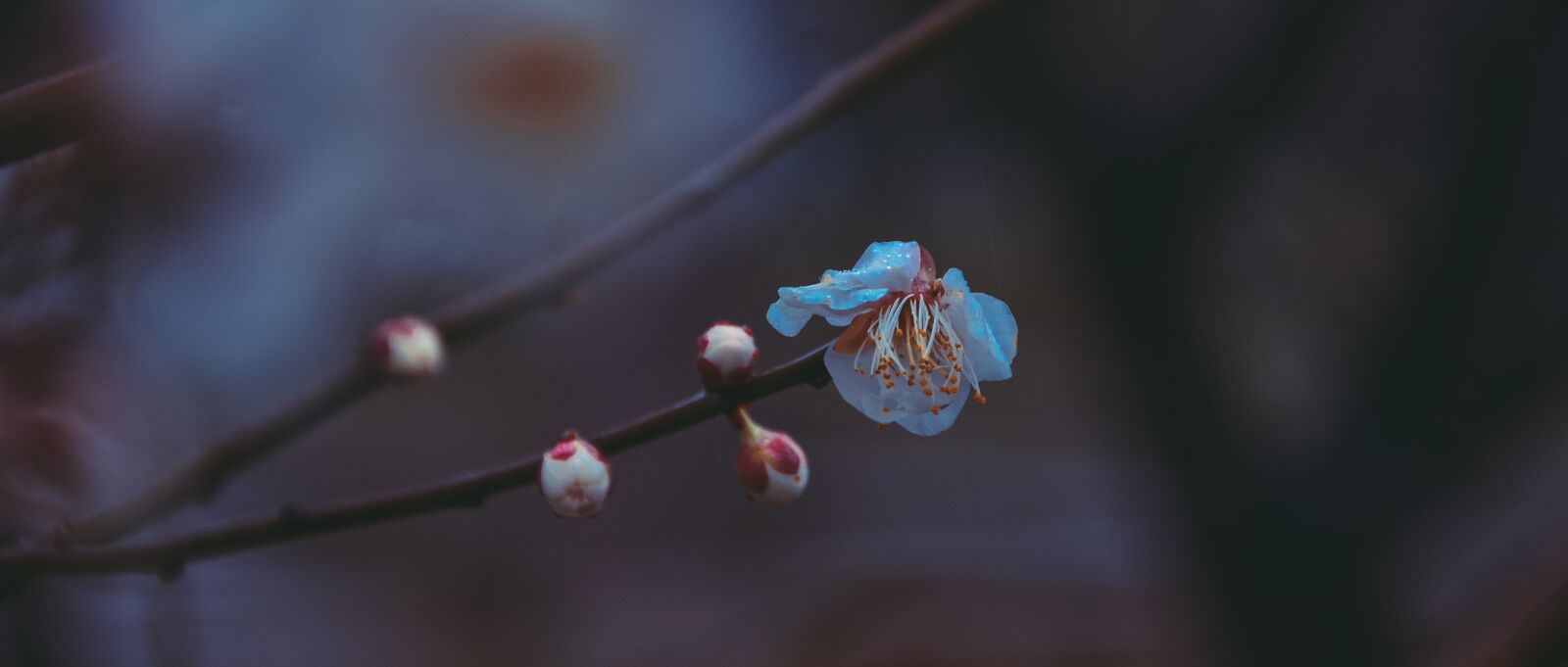 Nikon D7100 sample photo. China wind, suzhou, fragrant photography