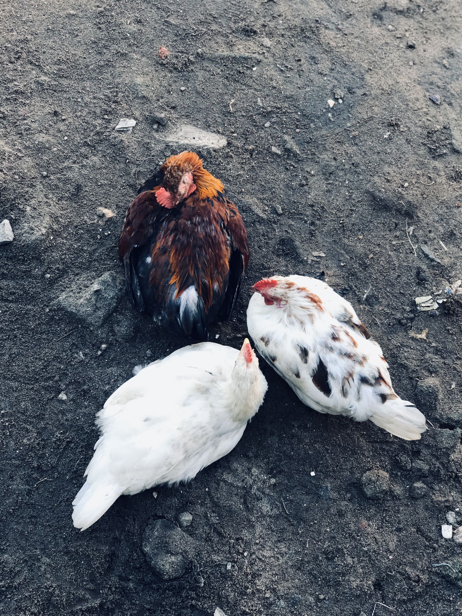 Apple iPhone 7 Plus sample photo. Three, chicken, animal photography