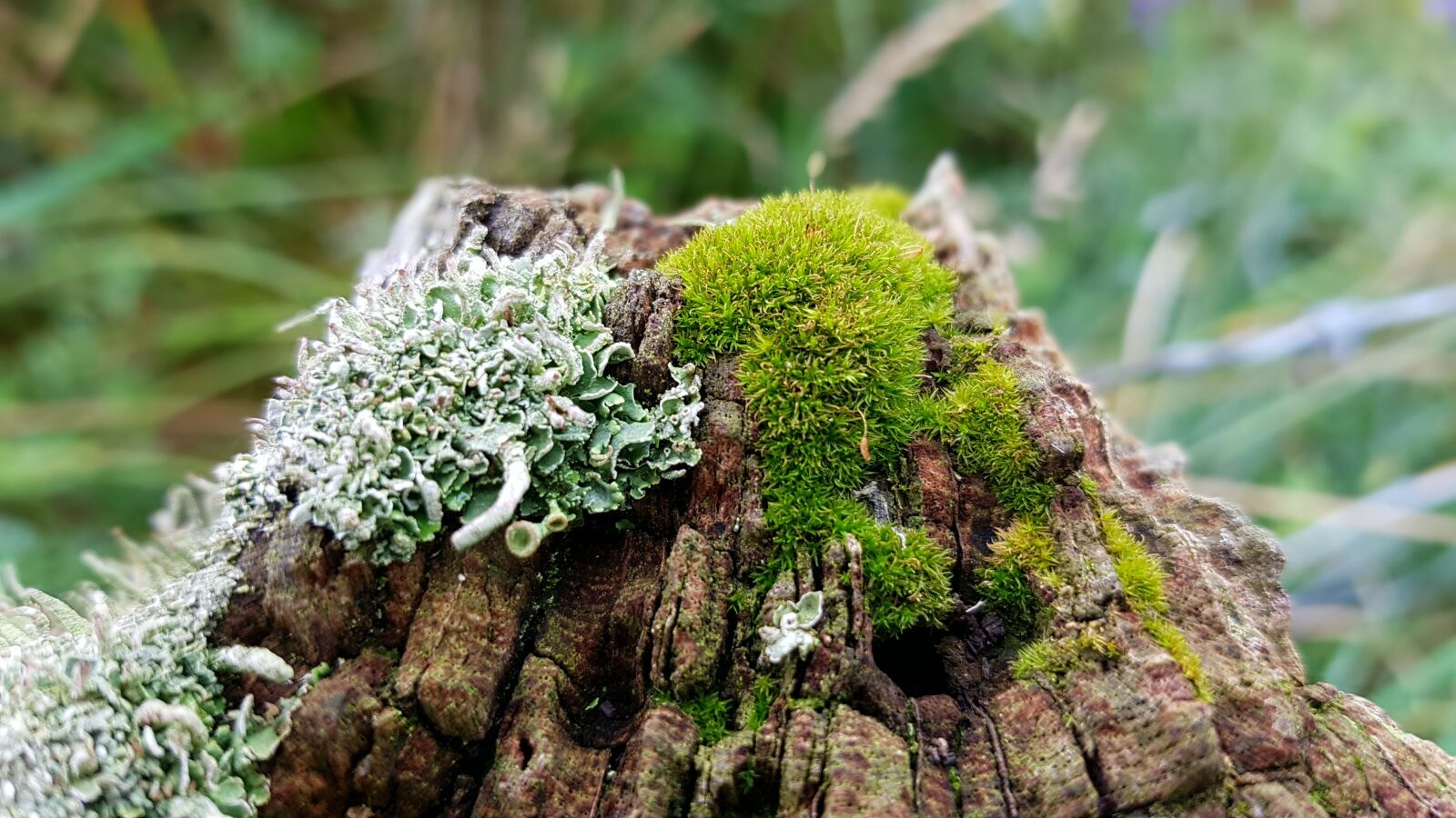 Samsung Galaxy S7 sample photo. Moss, weave, fence post photography