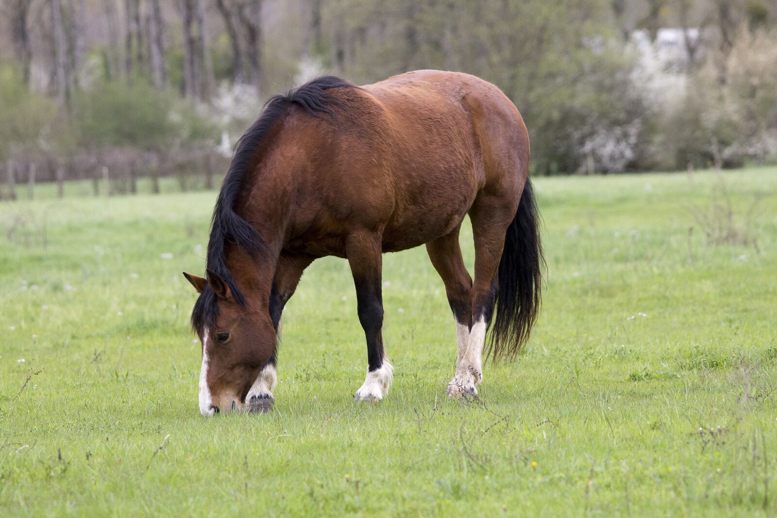 Canon EOS 60D sample photo. Horse, field, prairie photography