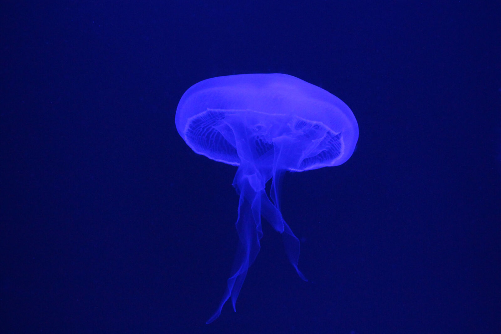 Canon EOS 100D (EOS Rebel SL1 / EOS Kiss X7) + Canon EF-S 24mm F2.8 STM sample photo. Animal, blue, fish, jellyfish photography