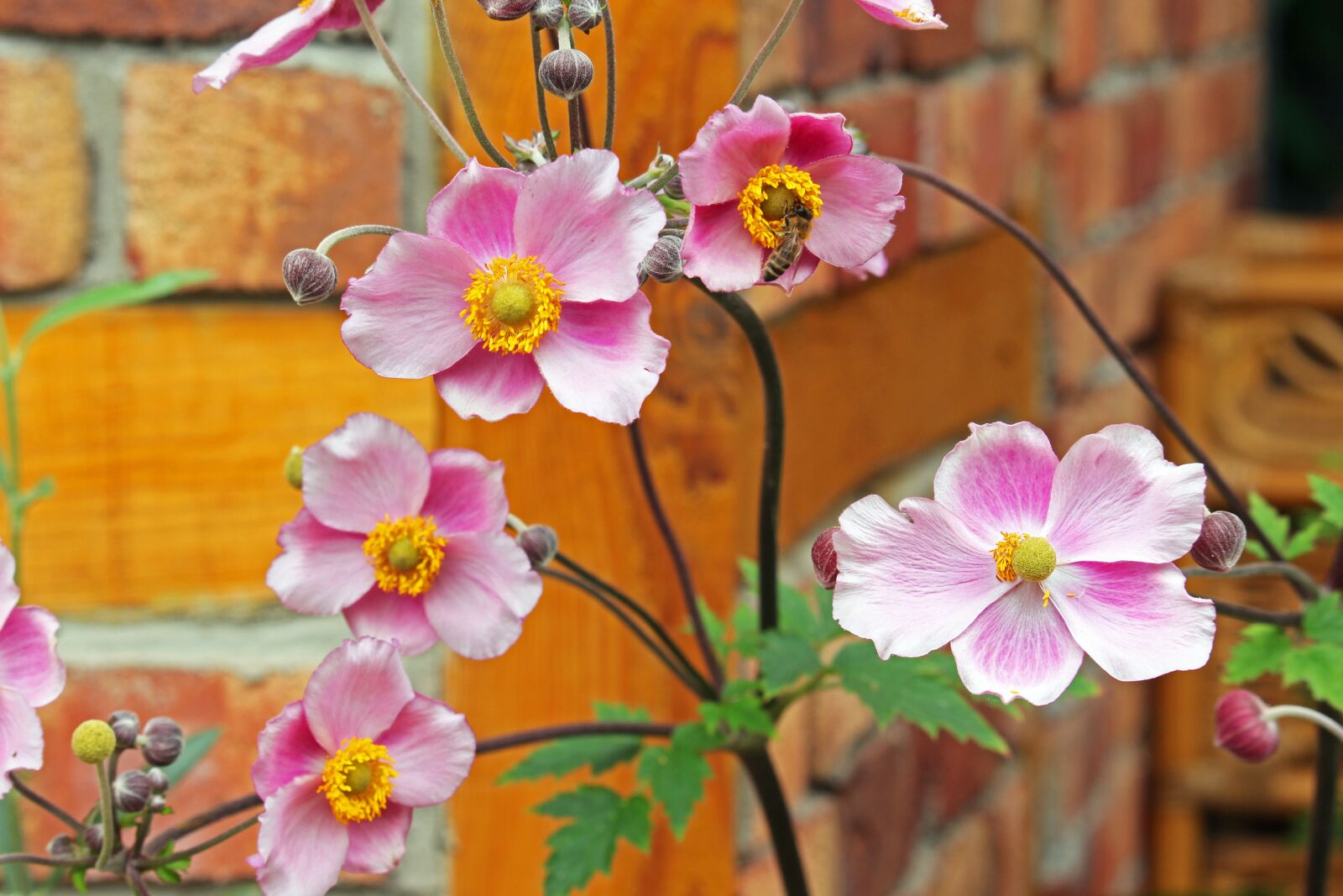 Canon EF-S 55-250mm F4-5.6 IS STM sample photo. Annemone, fall anemone, pollen photography