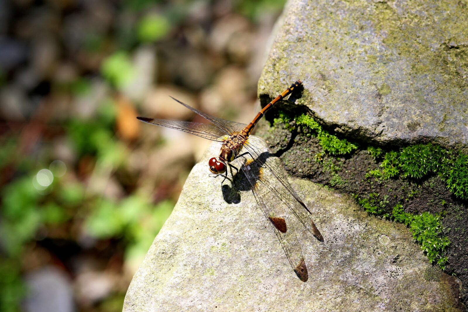 Canon EOS 7D Mark II sample photo. Nature, forest, insects photography