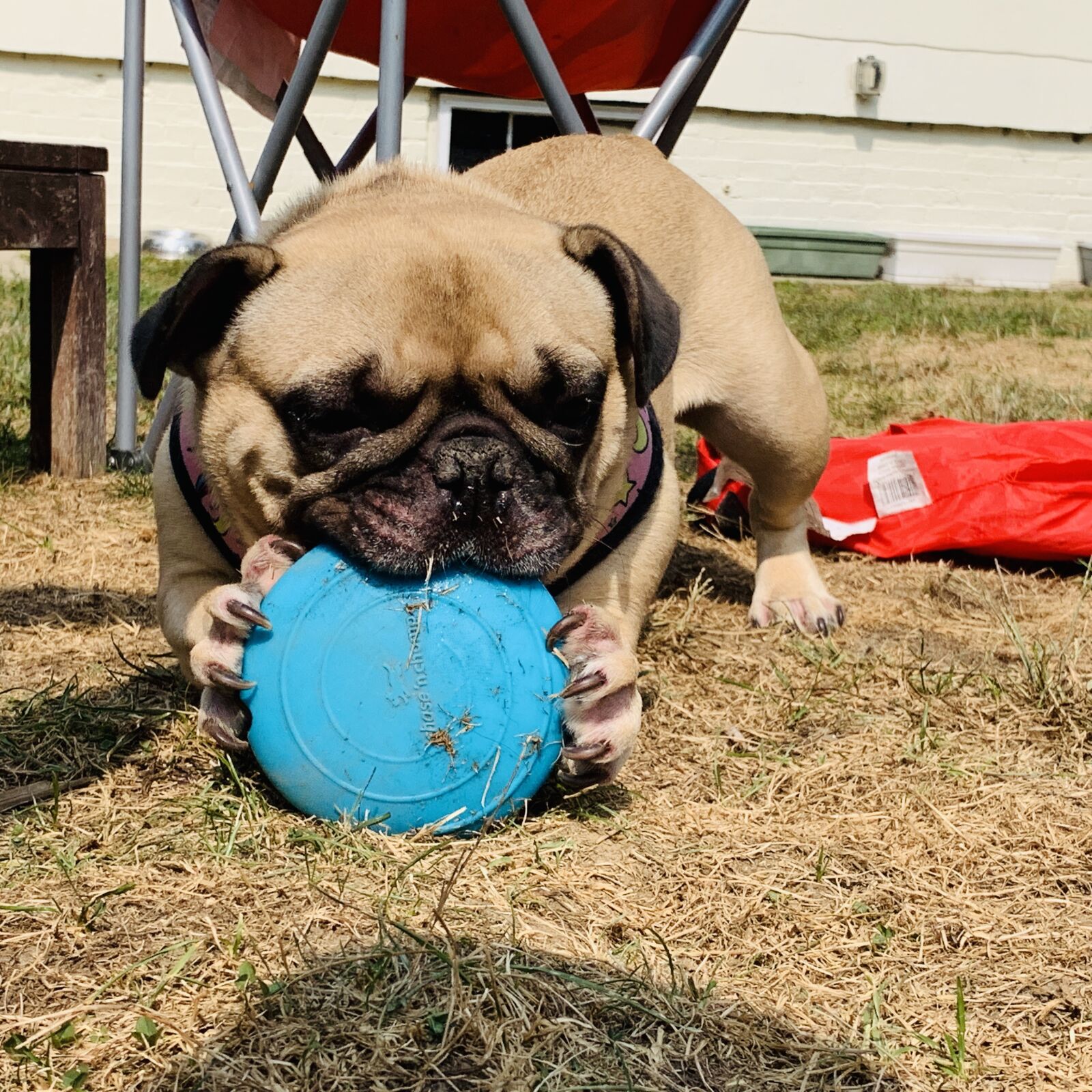 iPhone XR back camera 4.25mm f/1.8 sample photo. Dog, french bull dog photography
