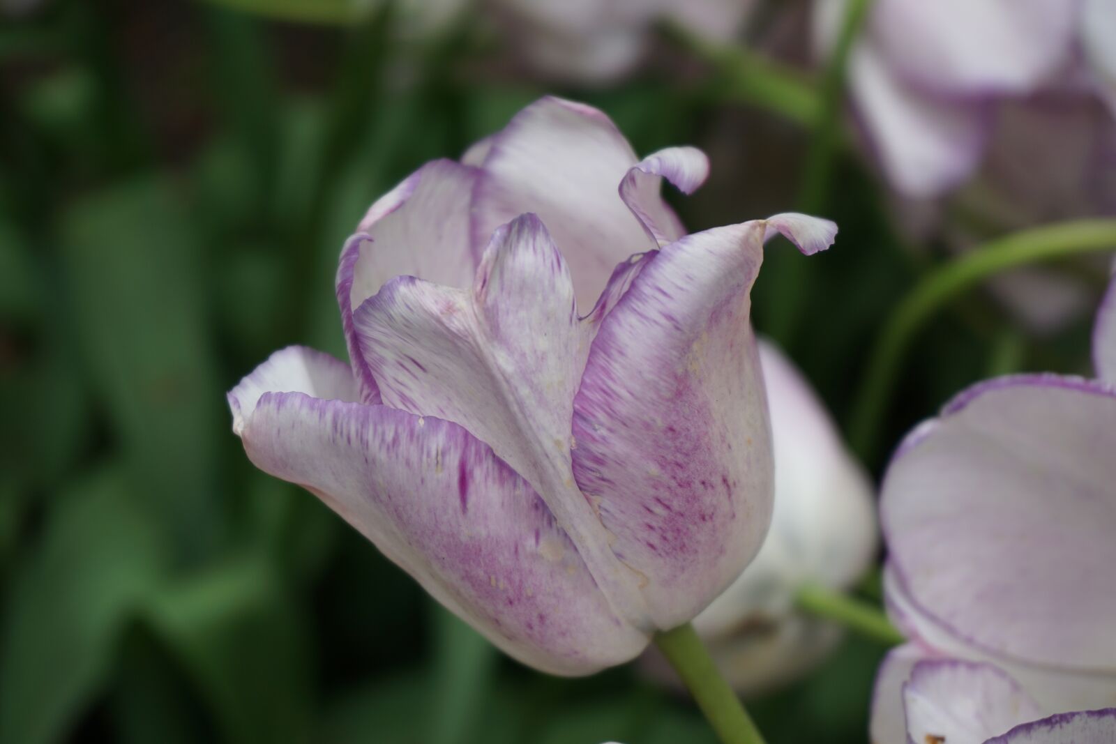 Sony E 16-50mm F3.5-5.6 PZ OSS sample photo. Tulip, purple, keukenhof photography