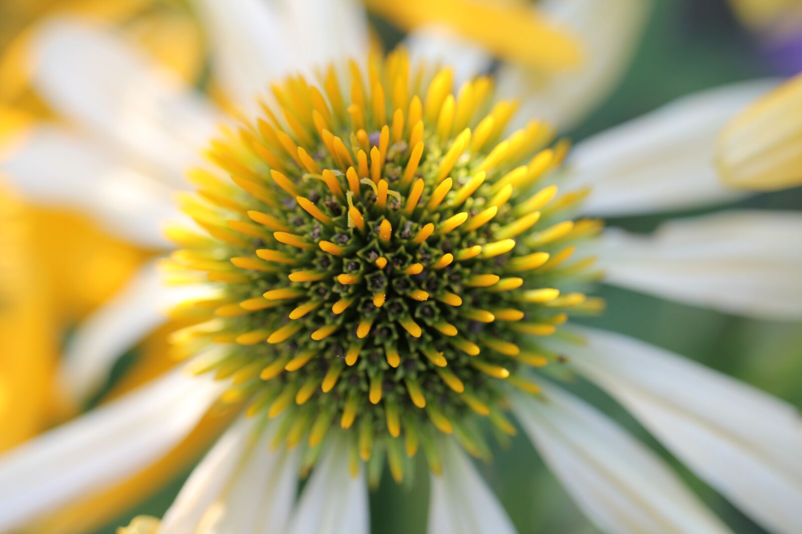 Canon EOS 550D (EOS Rebel T2i / EOS Kiss X4) sample photo. Coneflower, white, yellow photography