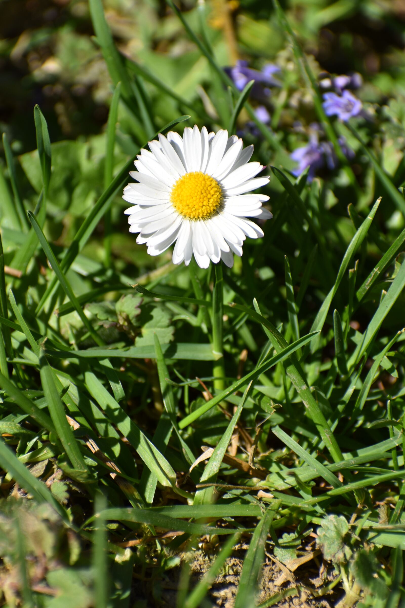 Nikon D3500 sample photo. Daisy flower, spring, flora photography