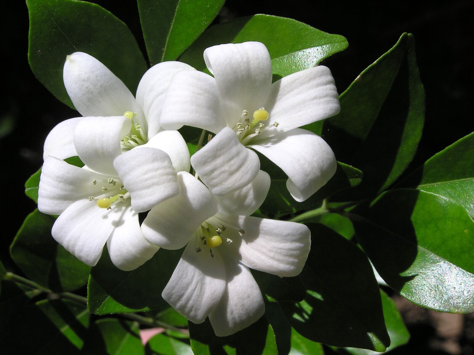 Olympus C750UZ sample photo. White flower, shrub, perfumed photography
