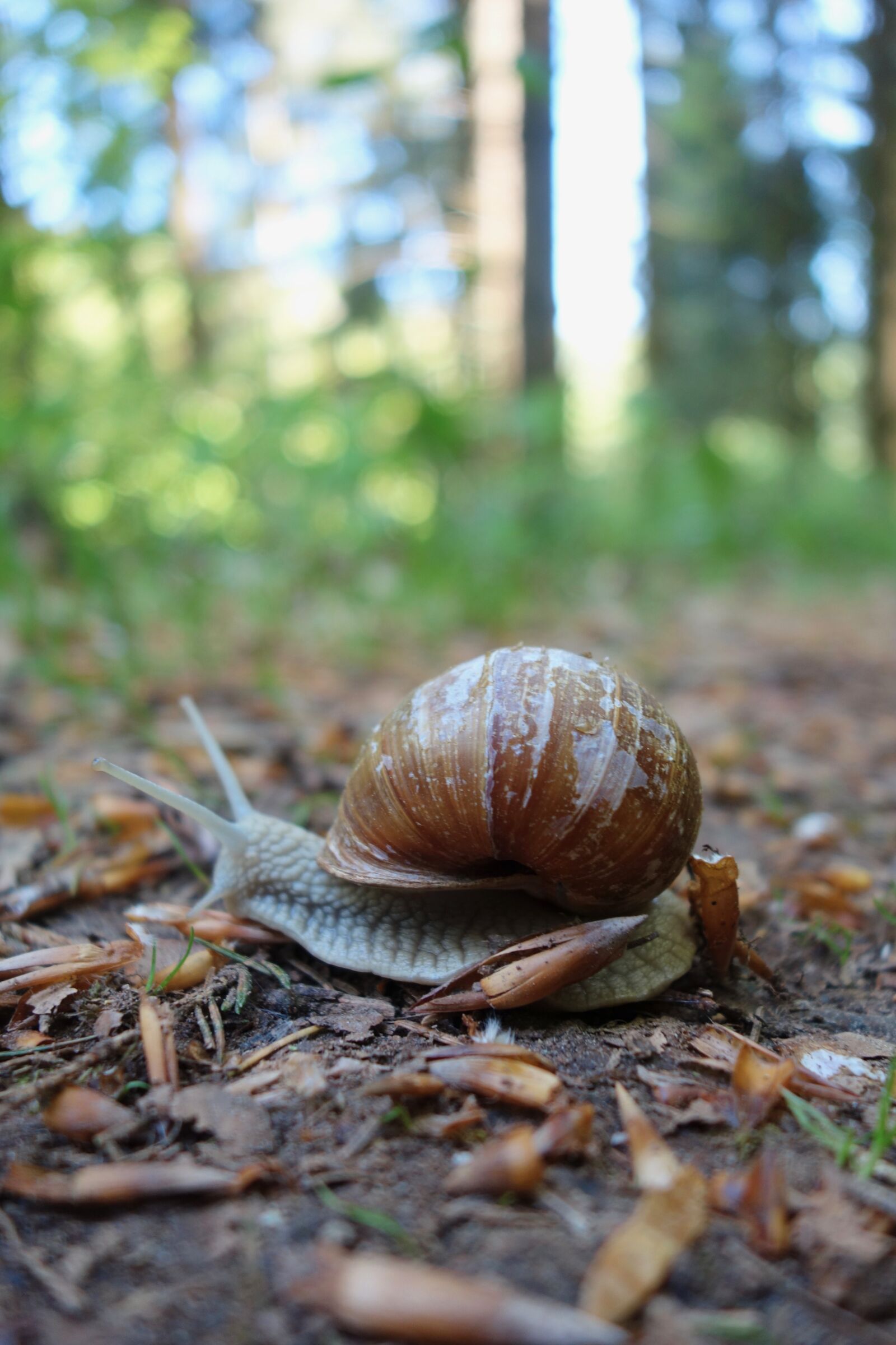 Sony Cyber-shot DSC-RX100 sample photo. Nature, slowly, snail photography