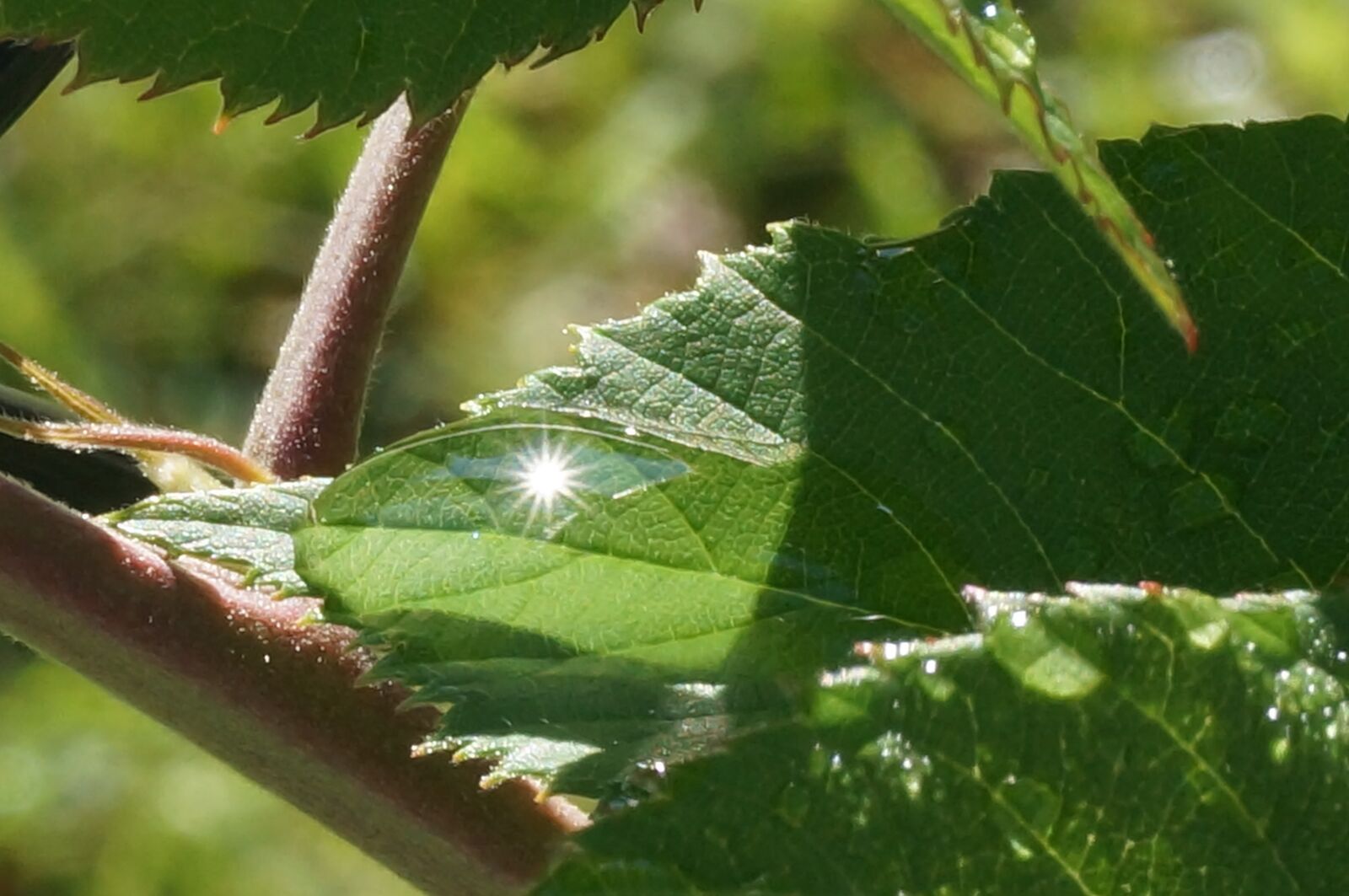 Sony SLT-A57 sample photo. Leaf, water, droplets photography