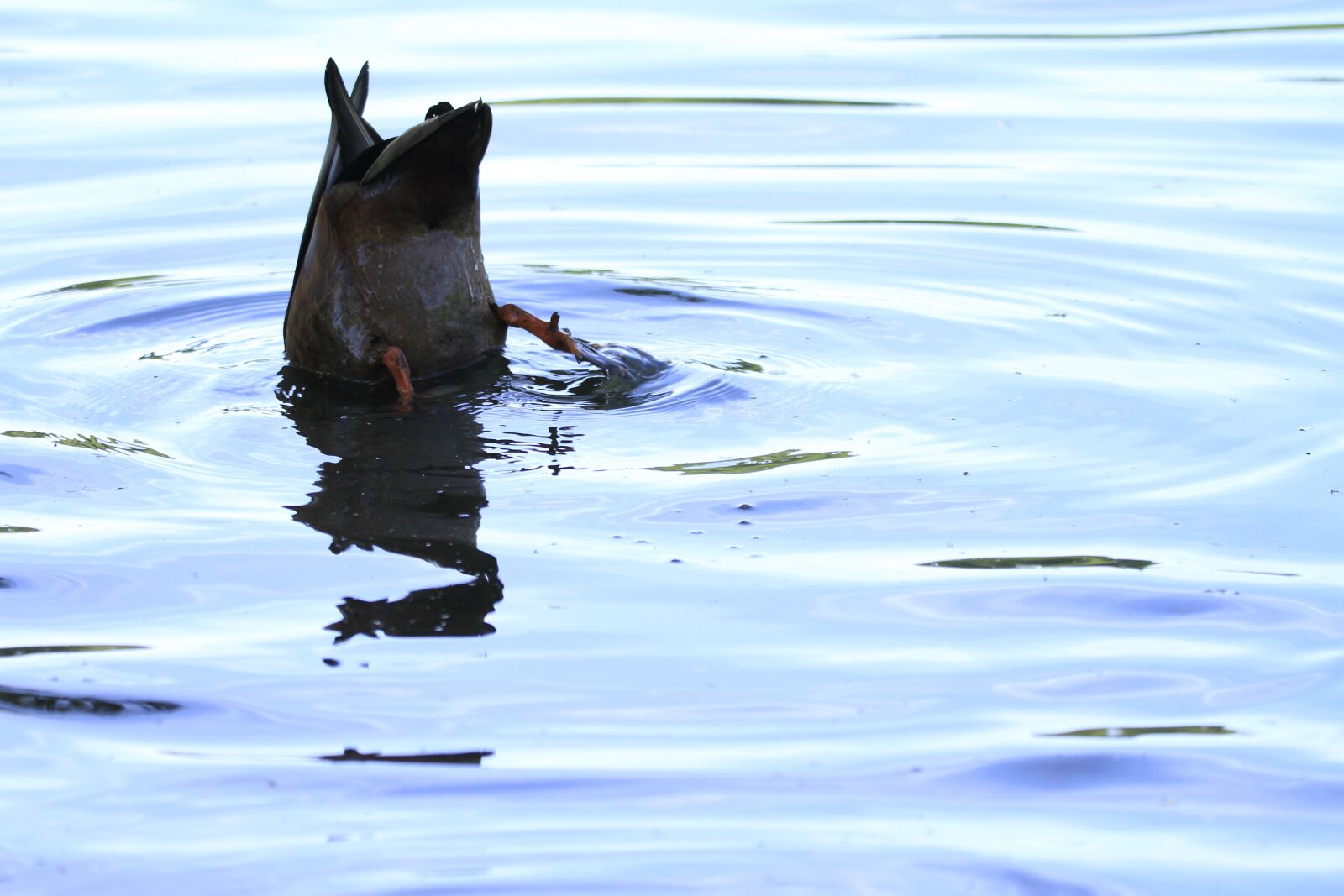 Canon EOS 7D sample photo. Wild goose, diving, water photography