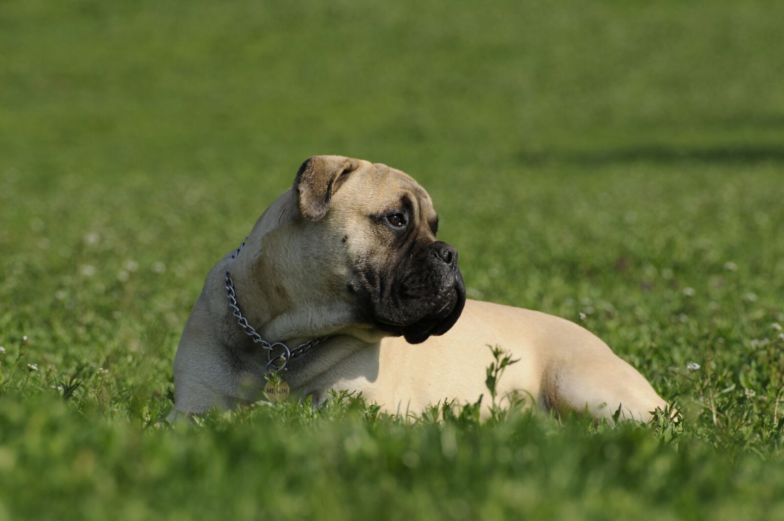 Nikon D300 sample photo. Bullmastiff, dog, grass photography