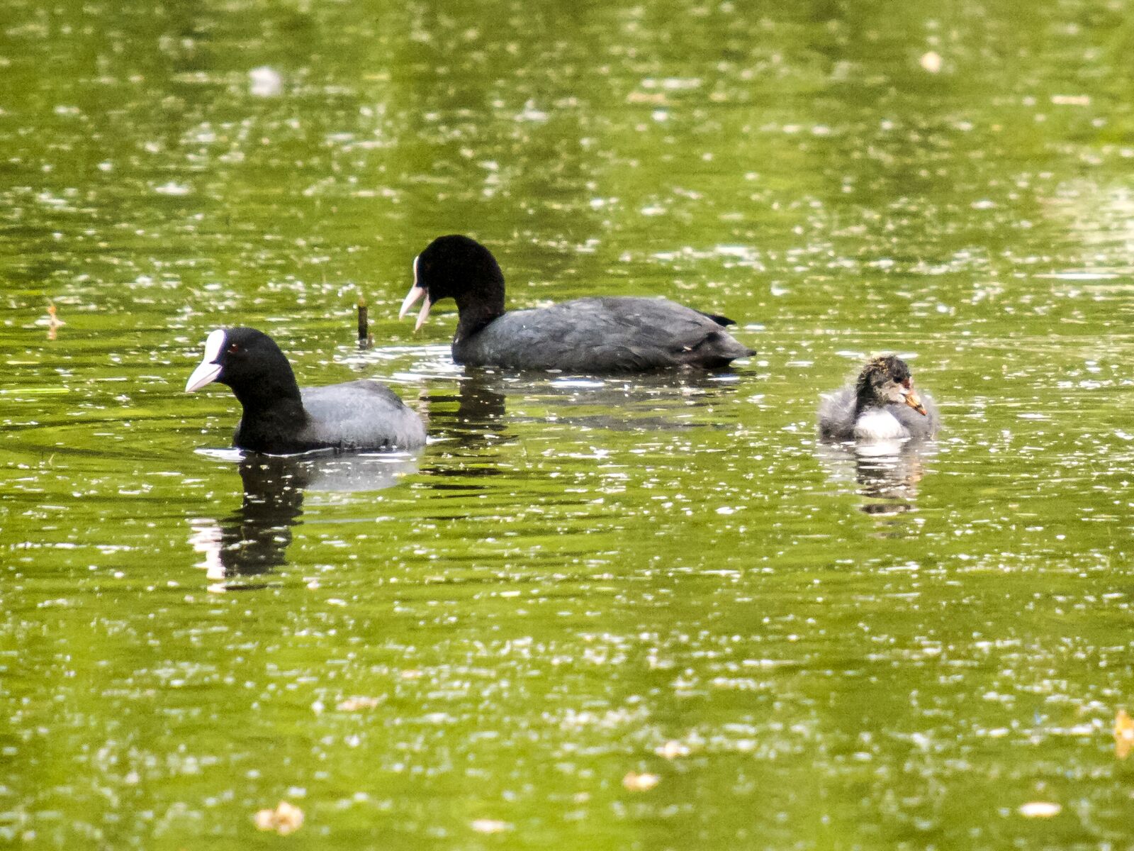 Olympus E-3 sample photo. Moorhen, water bird, bird photography