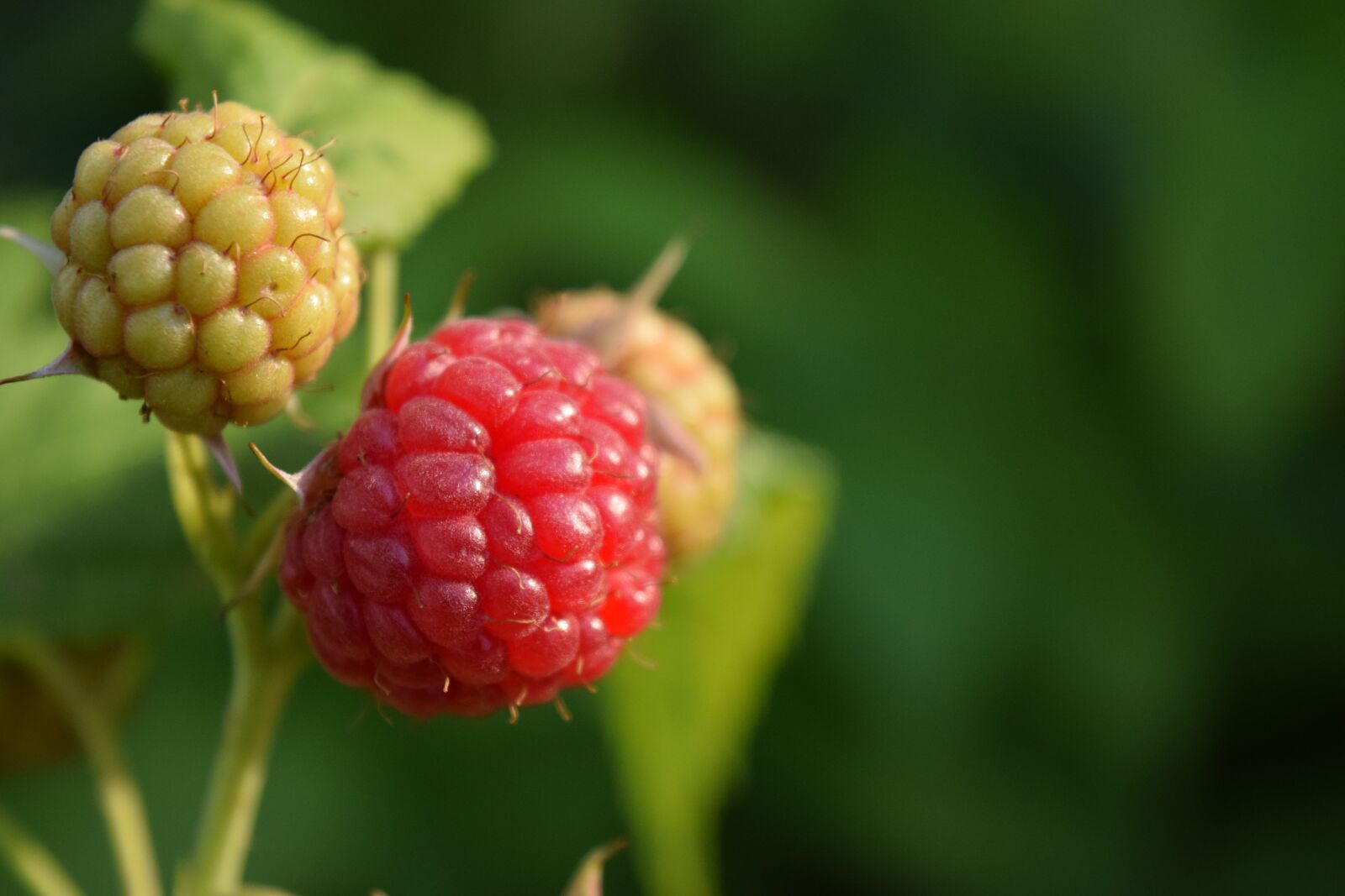 Nikon D3300 sample photo. Raspberries, close up, red photography