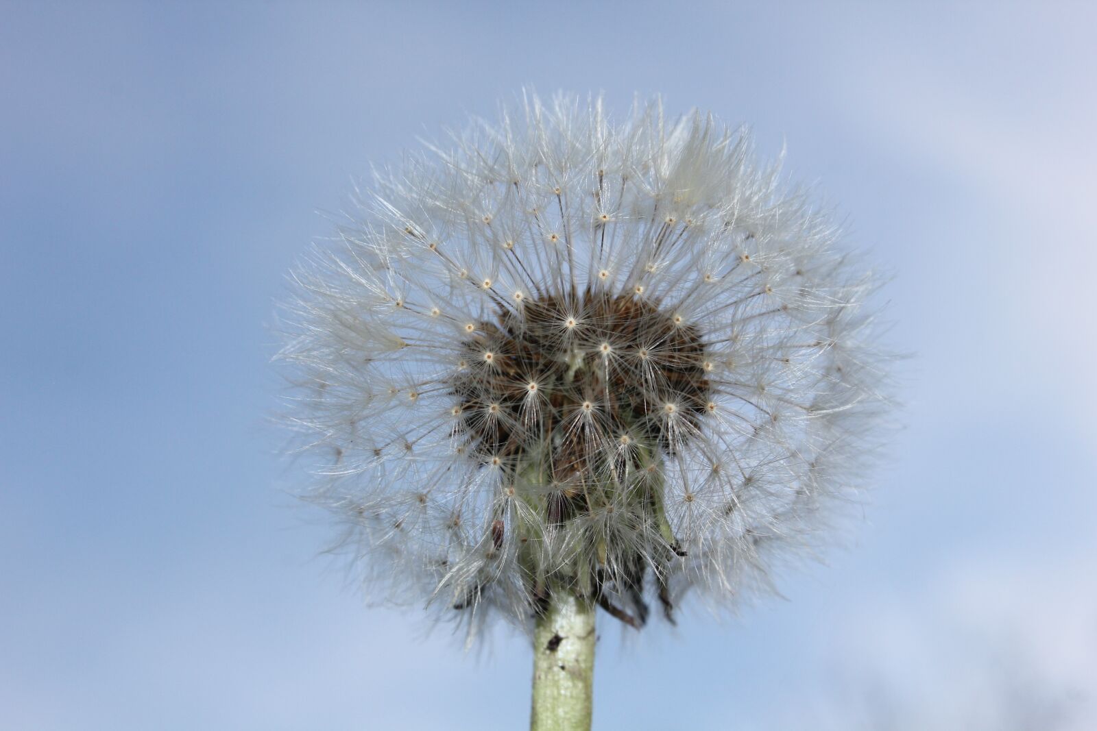 Canon EOS 550D (EOS Rebel T2i / EOS Kiss X4) sample photo. Dandelion, blue sky, nature photography