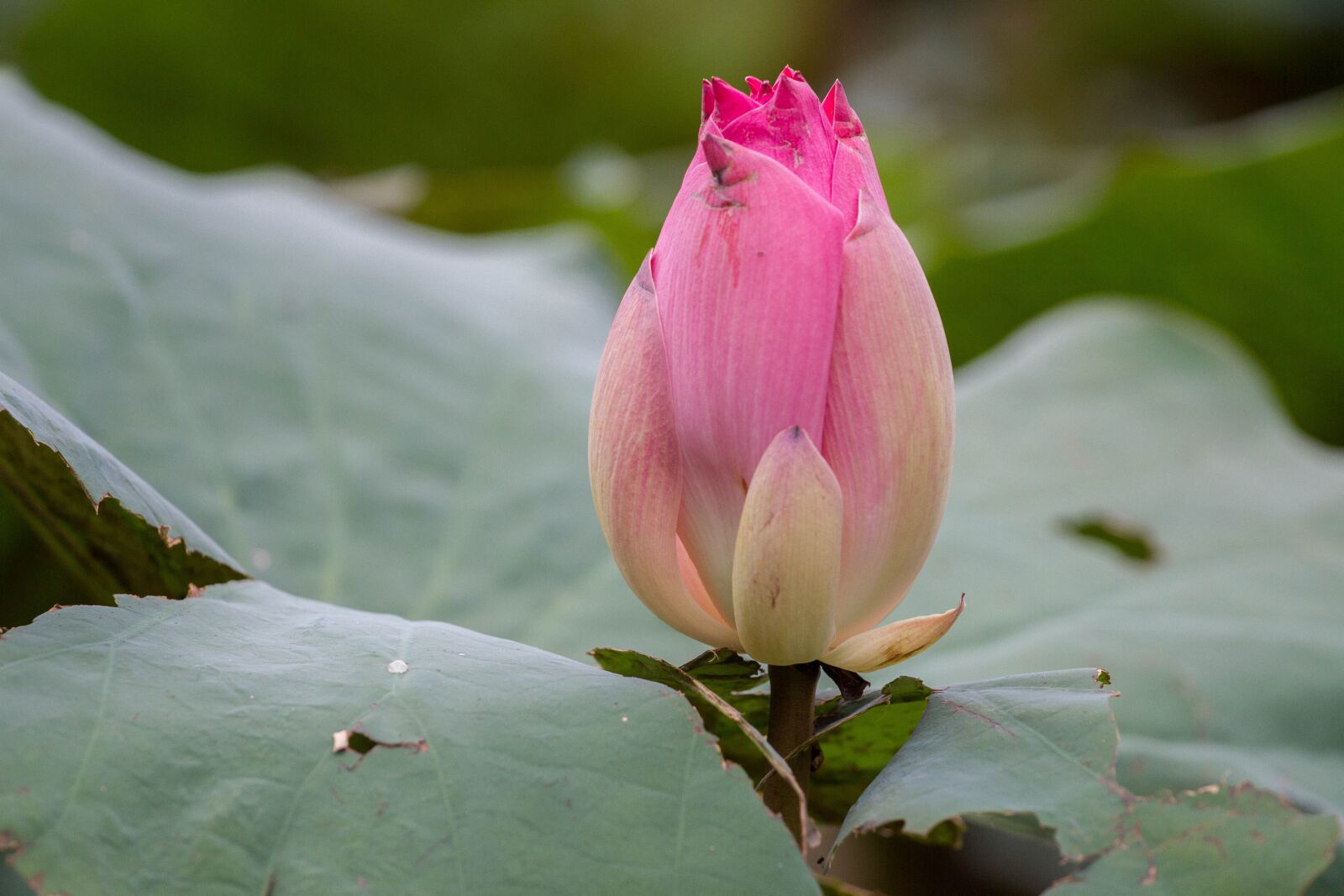 Canon EOS 7D + Canon EF 70-200mm F4L USM sample photo. Lotus, flowers, the pink photography