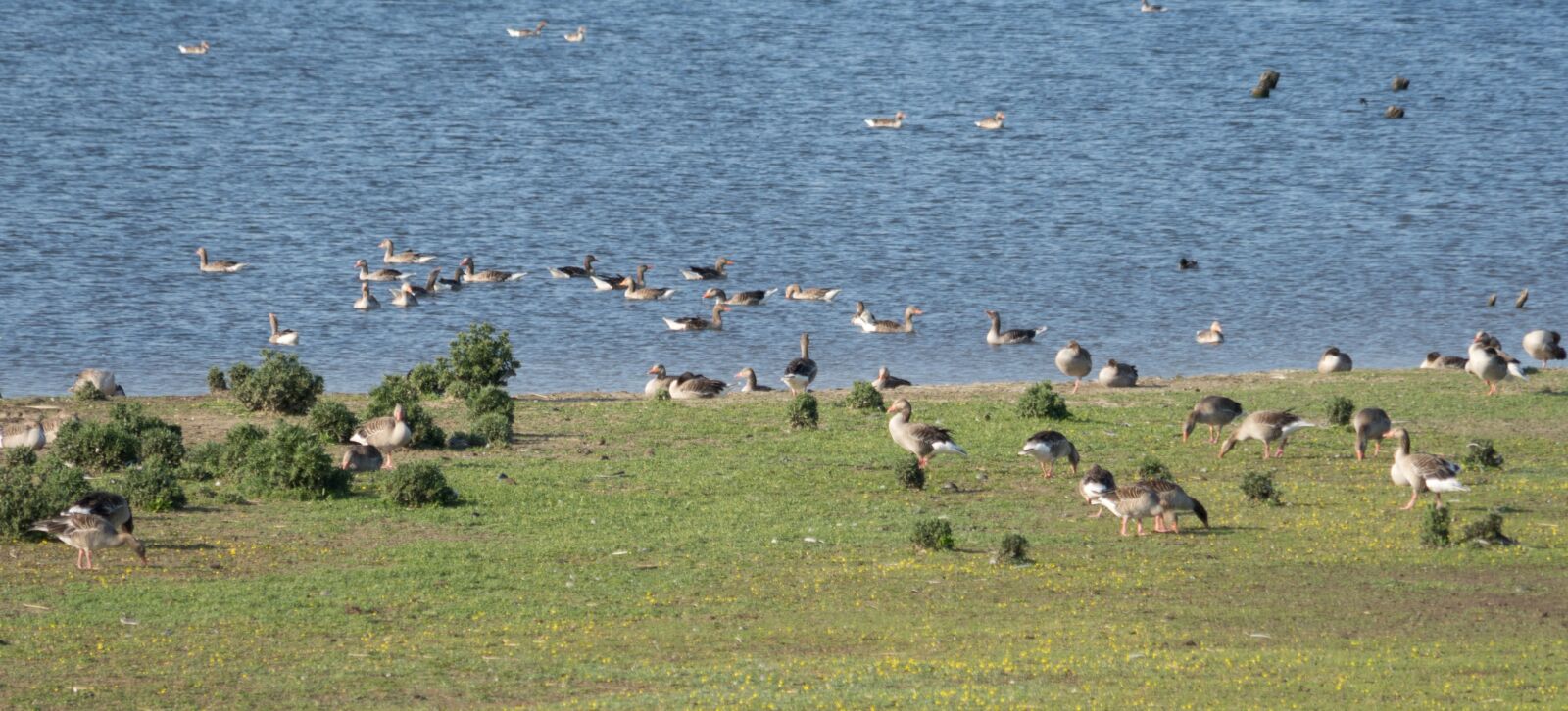 Sony a7 + Sony FE 24-240mm F3.5-6.3 OSS sample photo. Greylag goose, wild geese photography