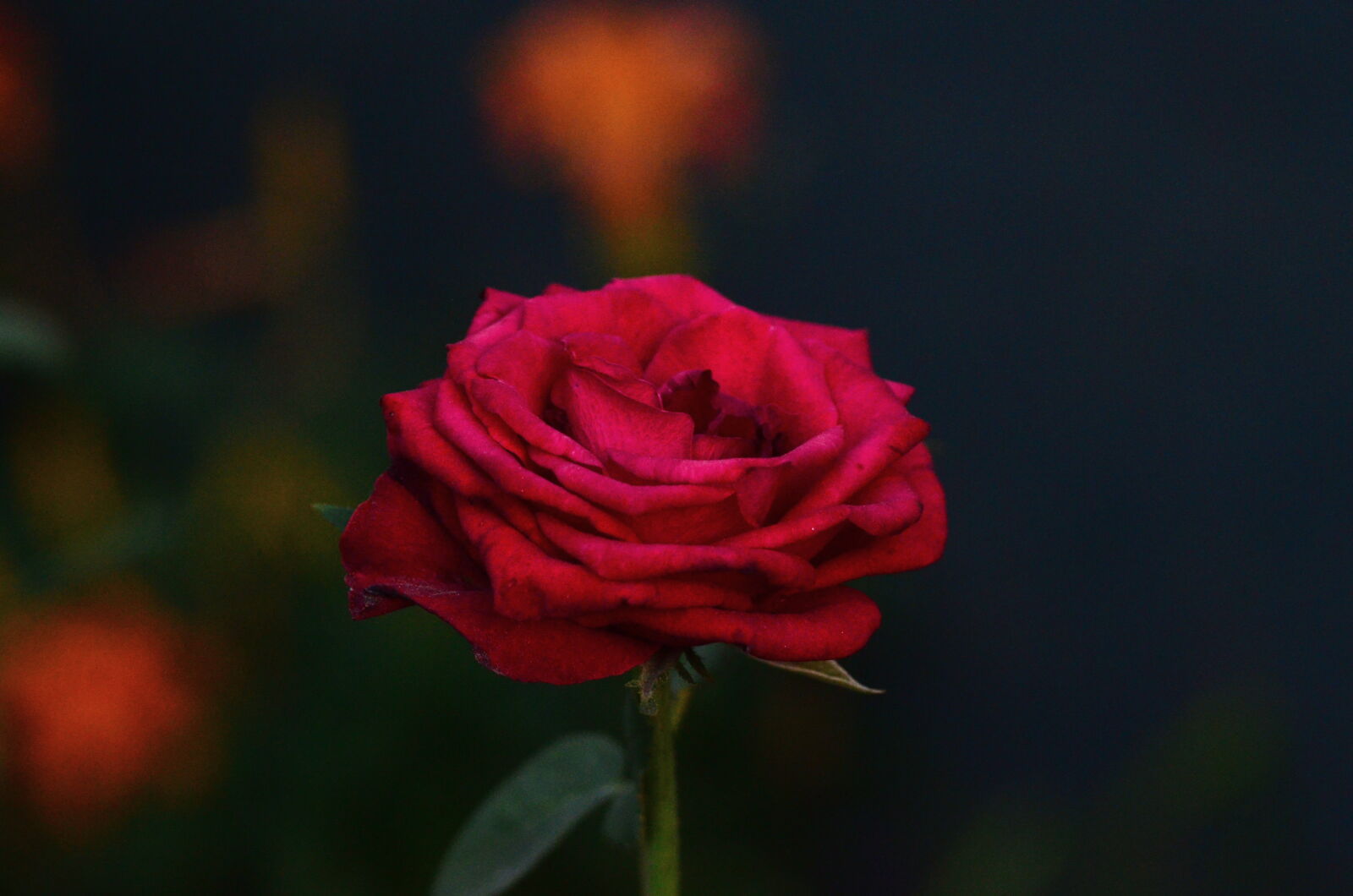 Nikon D7000 sample photo