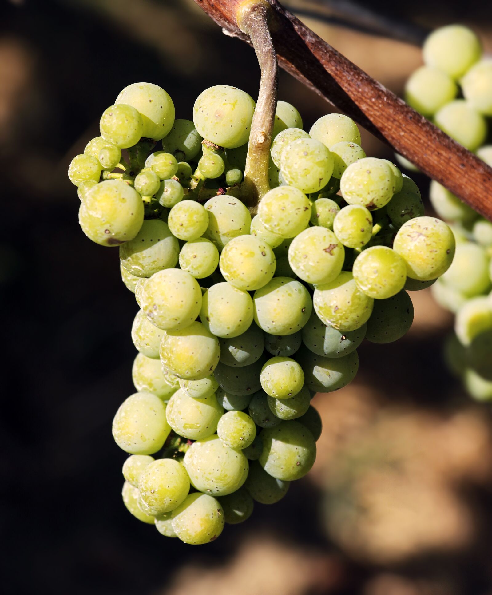 Canon EOS 100D (EOS Rebel SL1 / EOS Kiss X7) sample photo. Wine, grapes, grapevine photography
