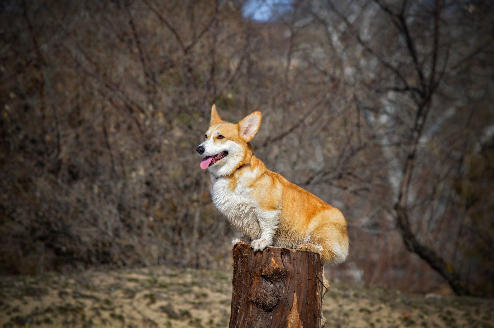 Nikon D3200 sample photo. Corgi, dog, stump photography