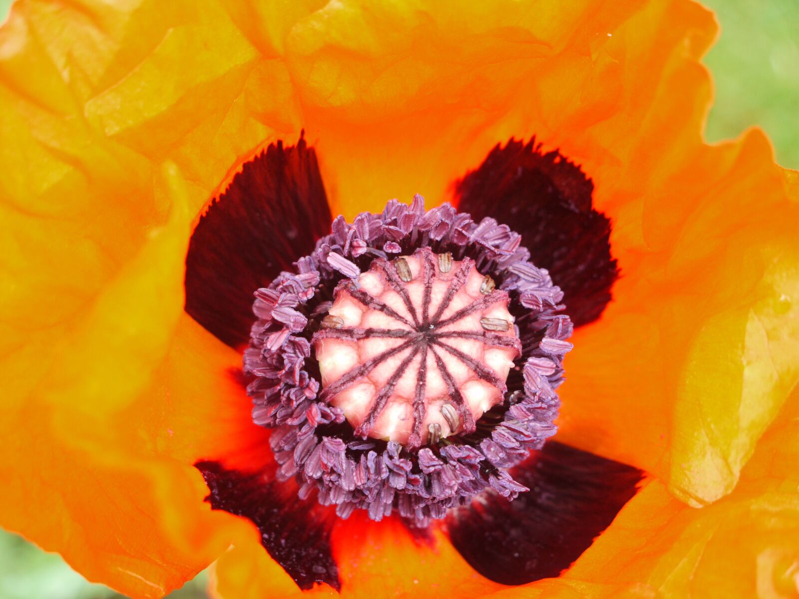 Panasonic Lumix DMC-G1 sample photo. Armenian, poppy, capsules photography