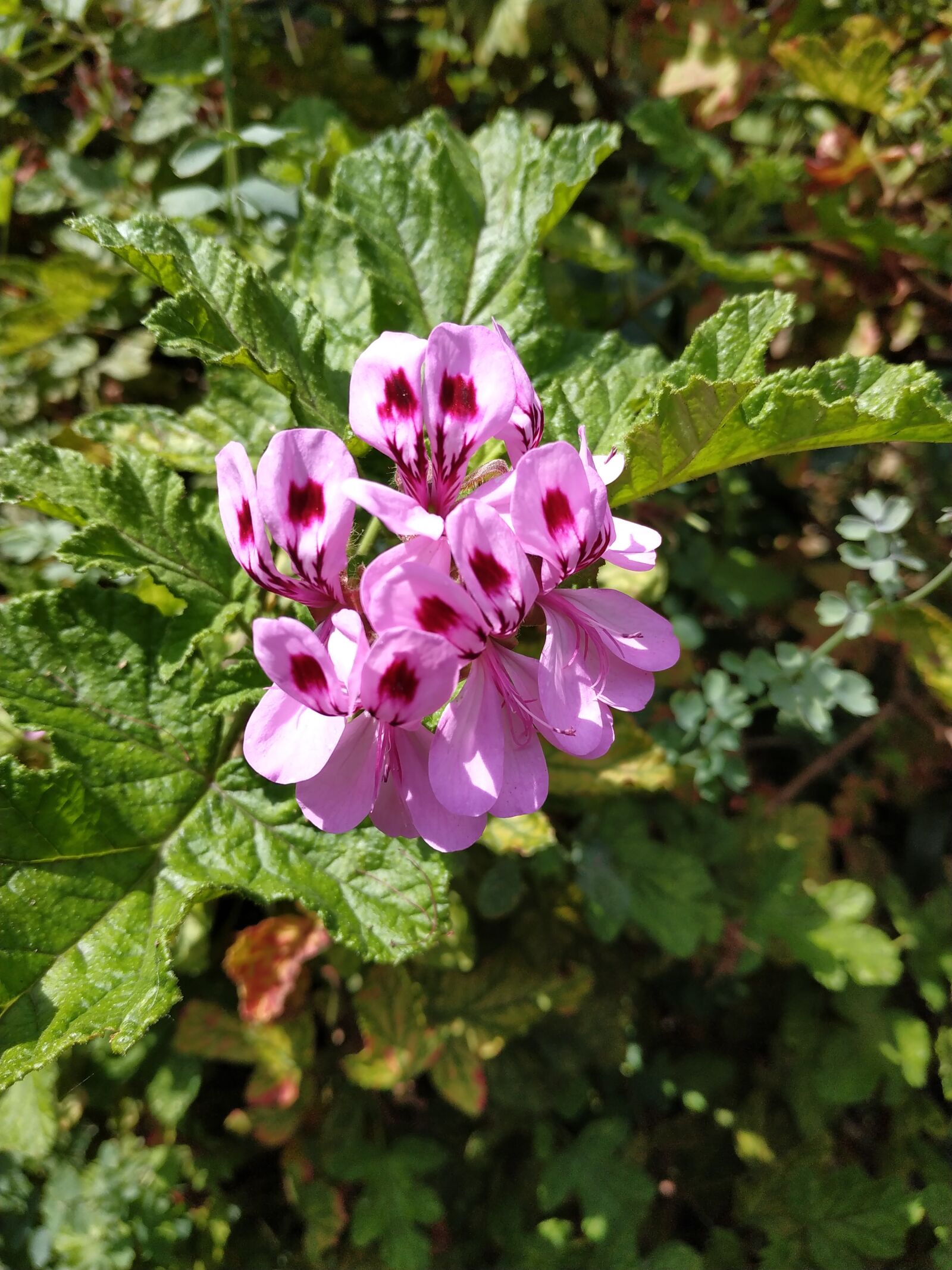 Xiaomi Redmi Note 5 sample photo. Unknown flower, pink flower photography