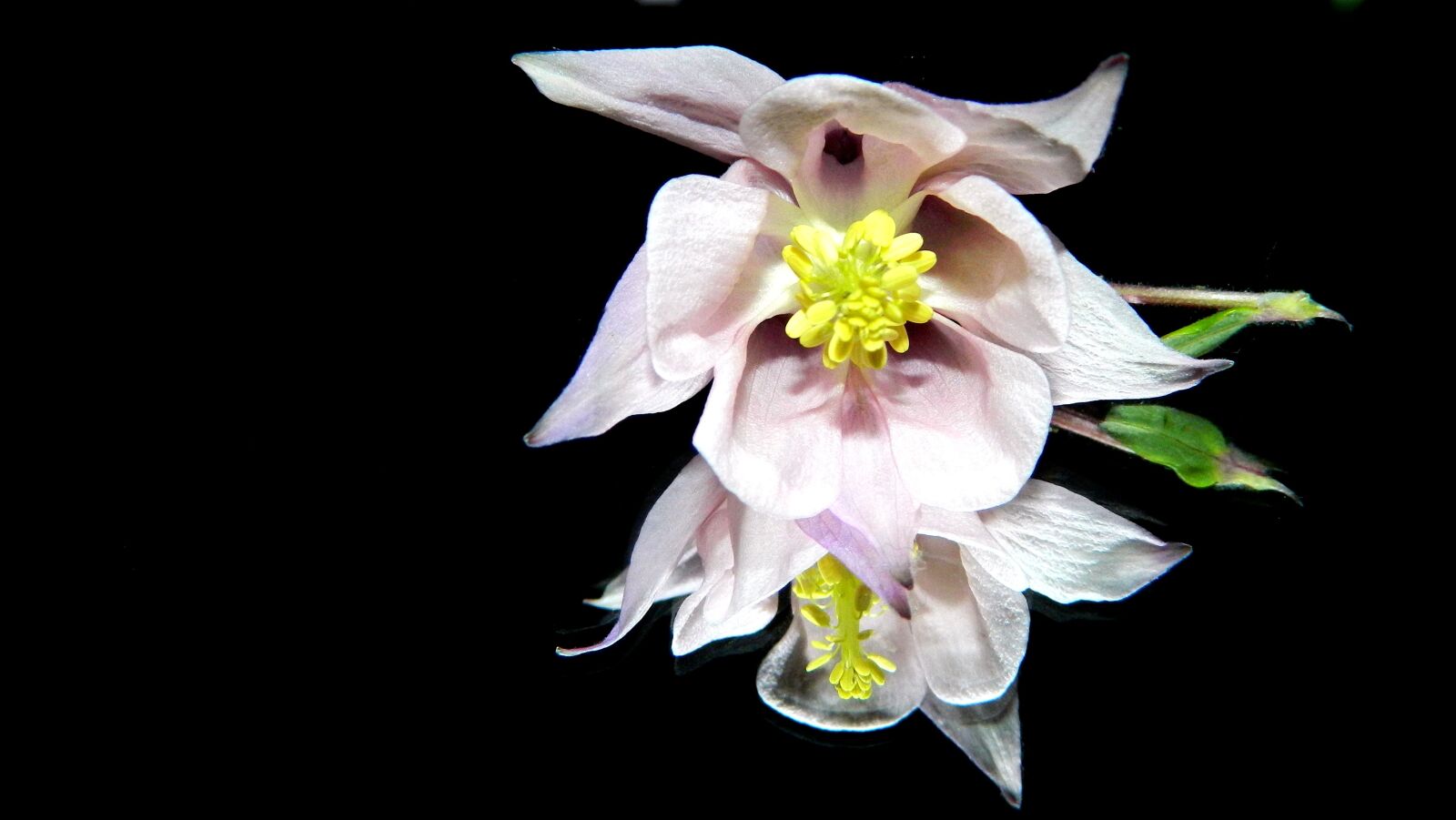 Nikon Coolpix L120 sample photo. Columbine, harlequin, flower photography