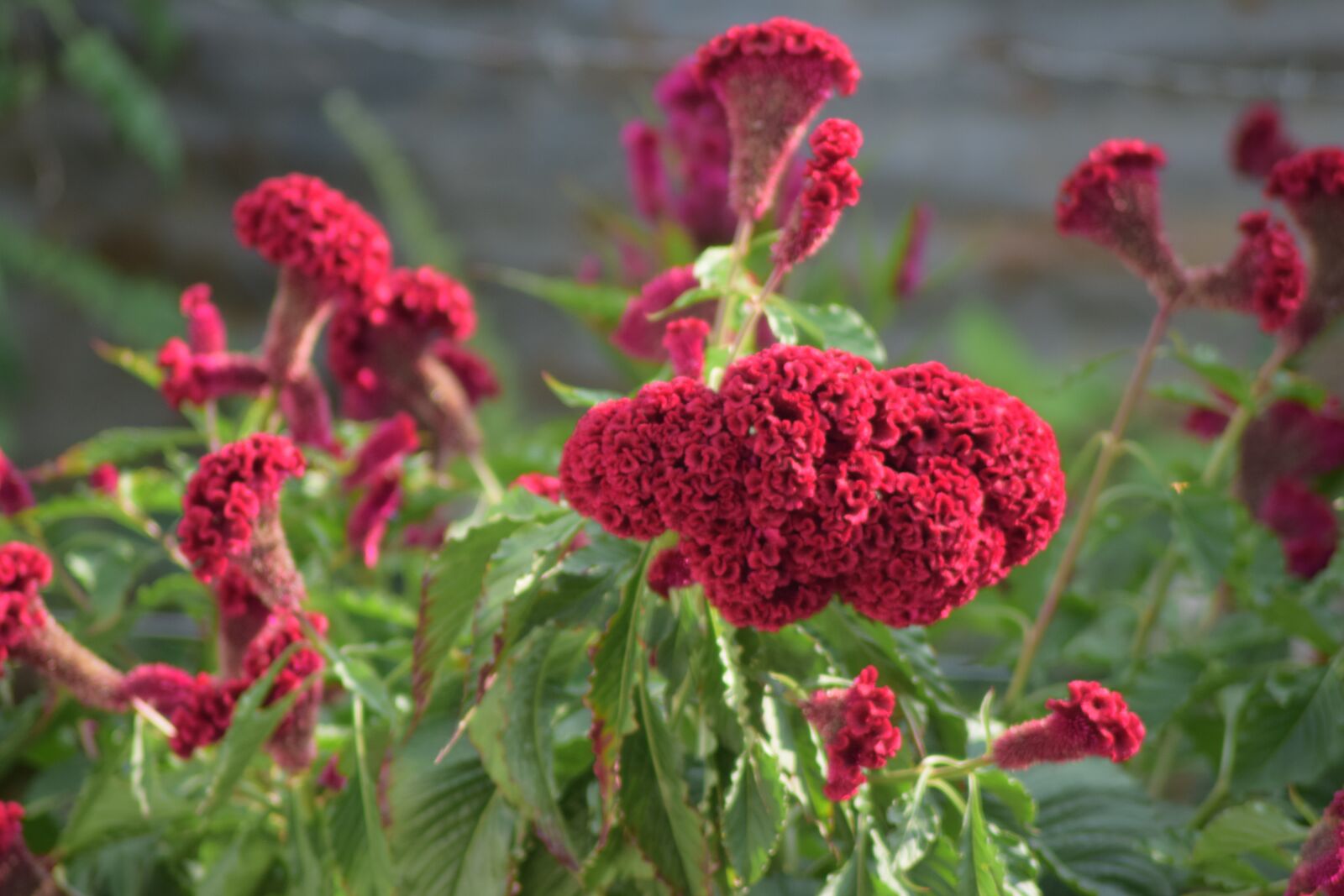 Nikon D5300 sample photo. Flowers, field, people photography