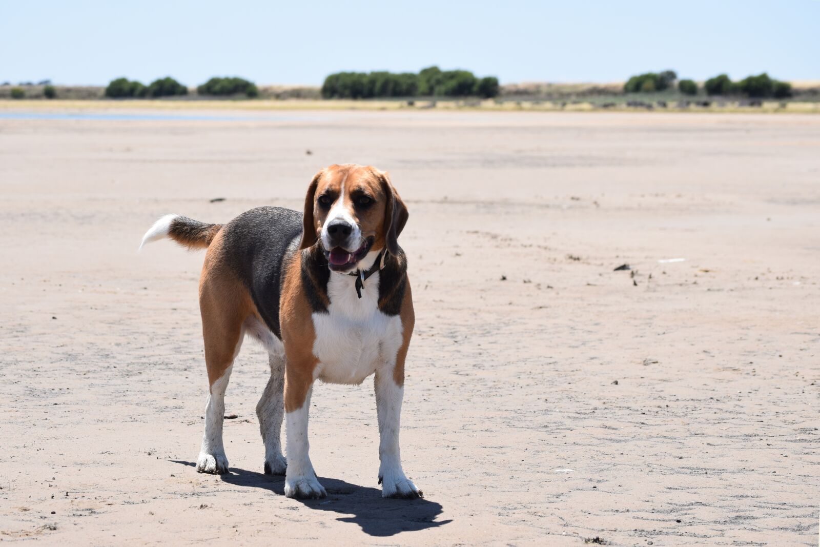 Nikon D5300 sample photo. Beagle, dog, canine photography