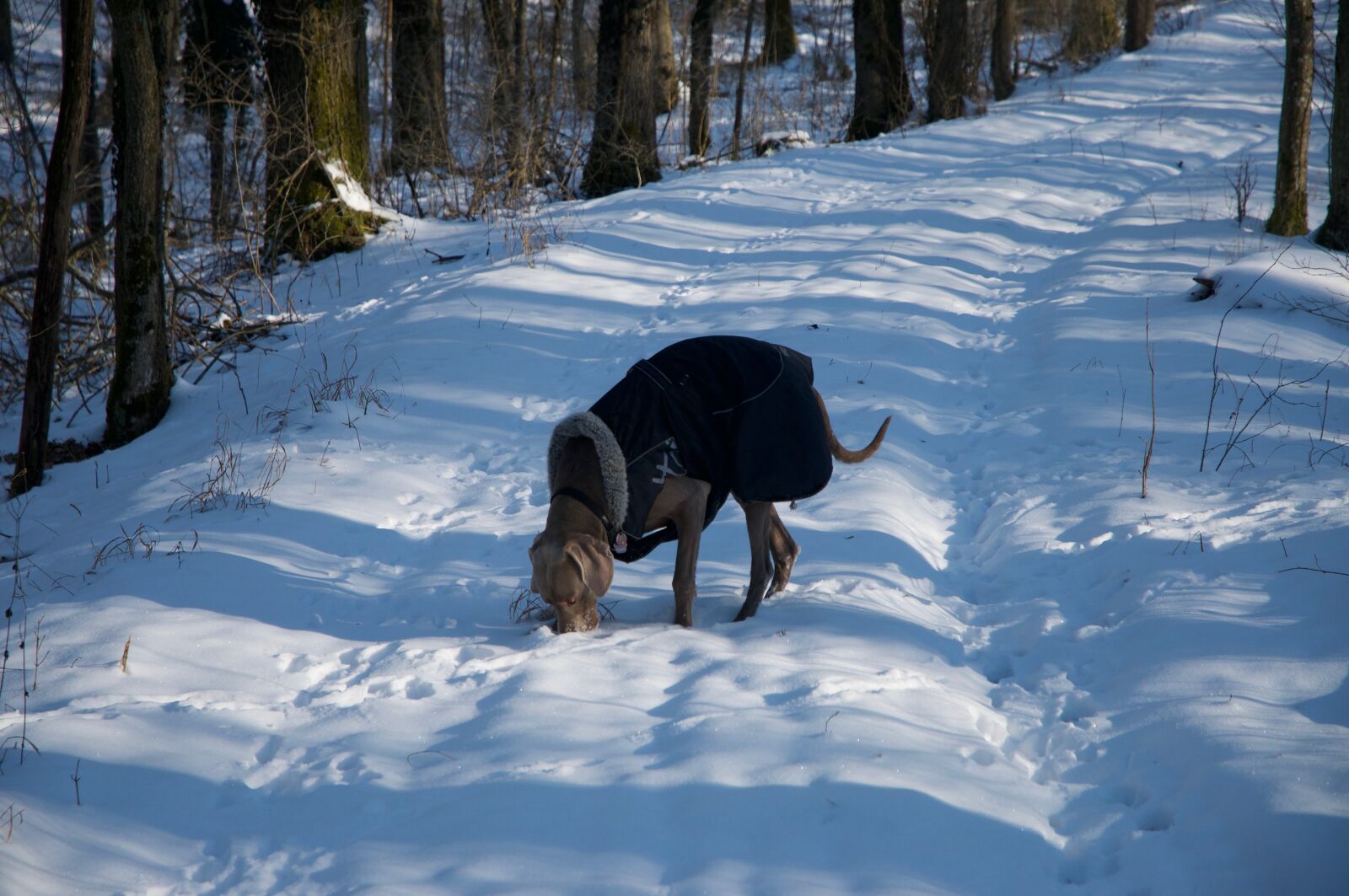 Nikon D300 sample photo. Dog, weimaraner, winter photography