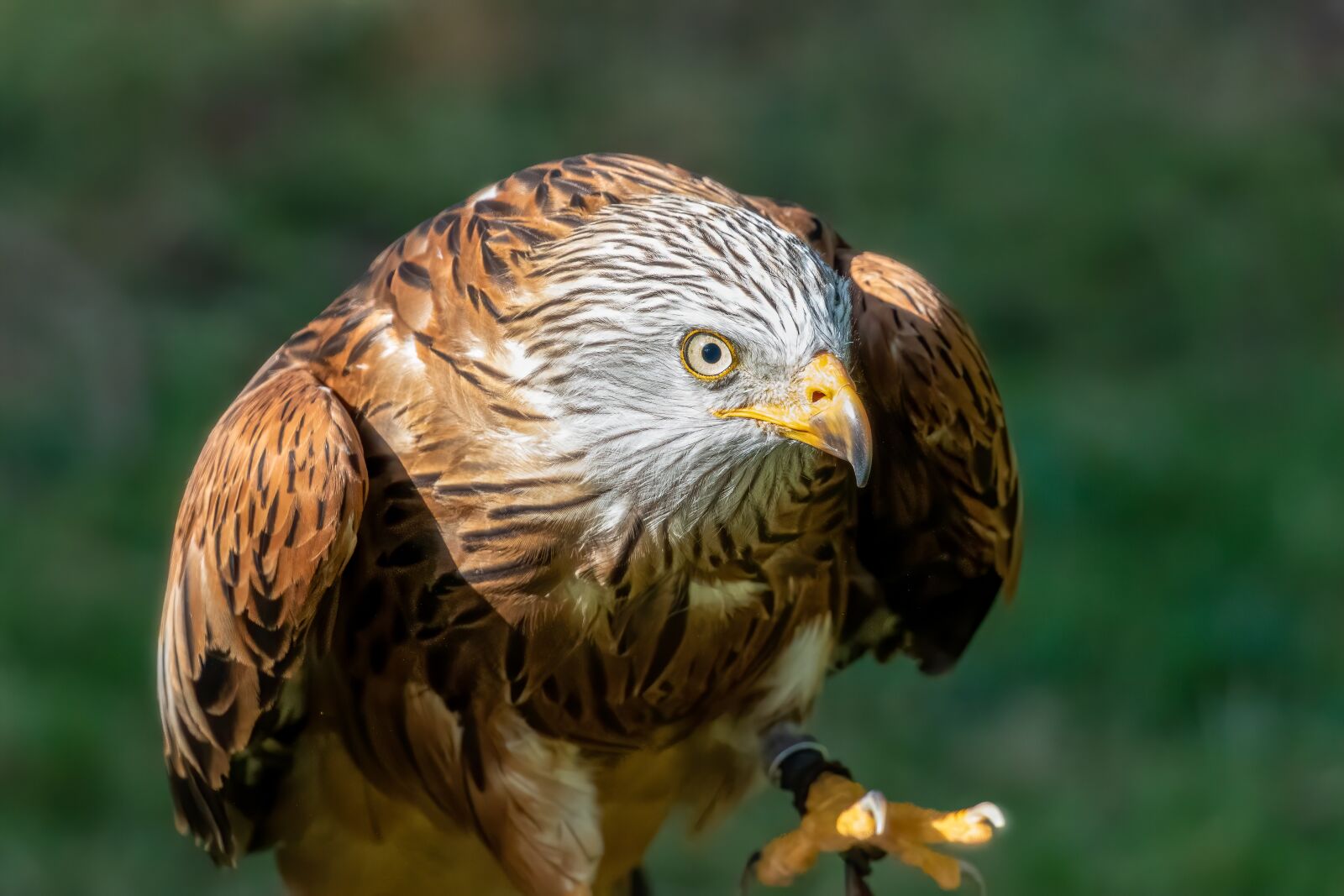 Canon EF 100-400mm F4.5-5.6L IS II USM sample photo. Milan, red kite, raptor photography