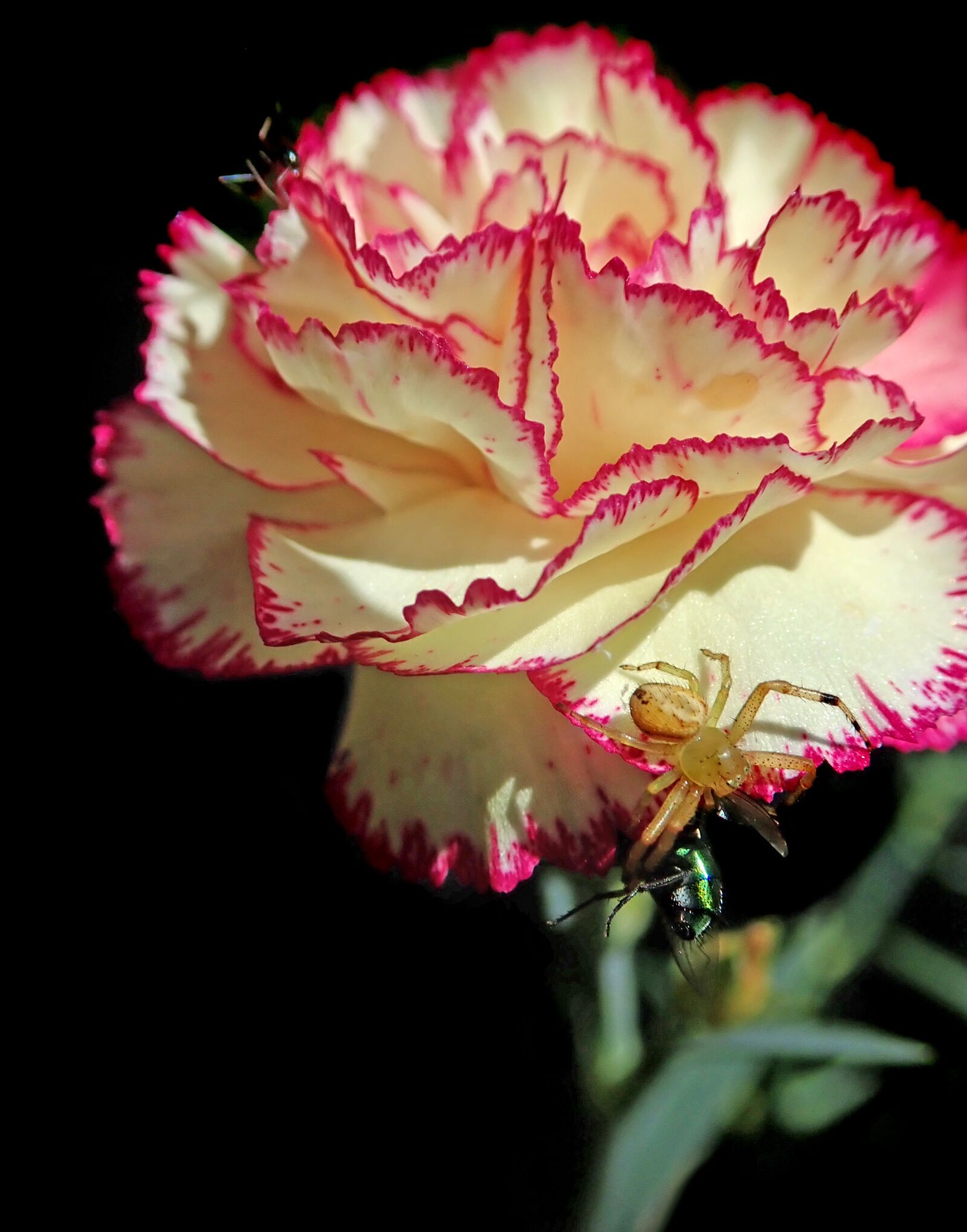 Olympus TG-5 sample photo. Insects, spider, fly photography