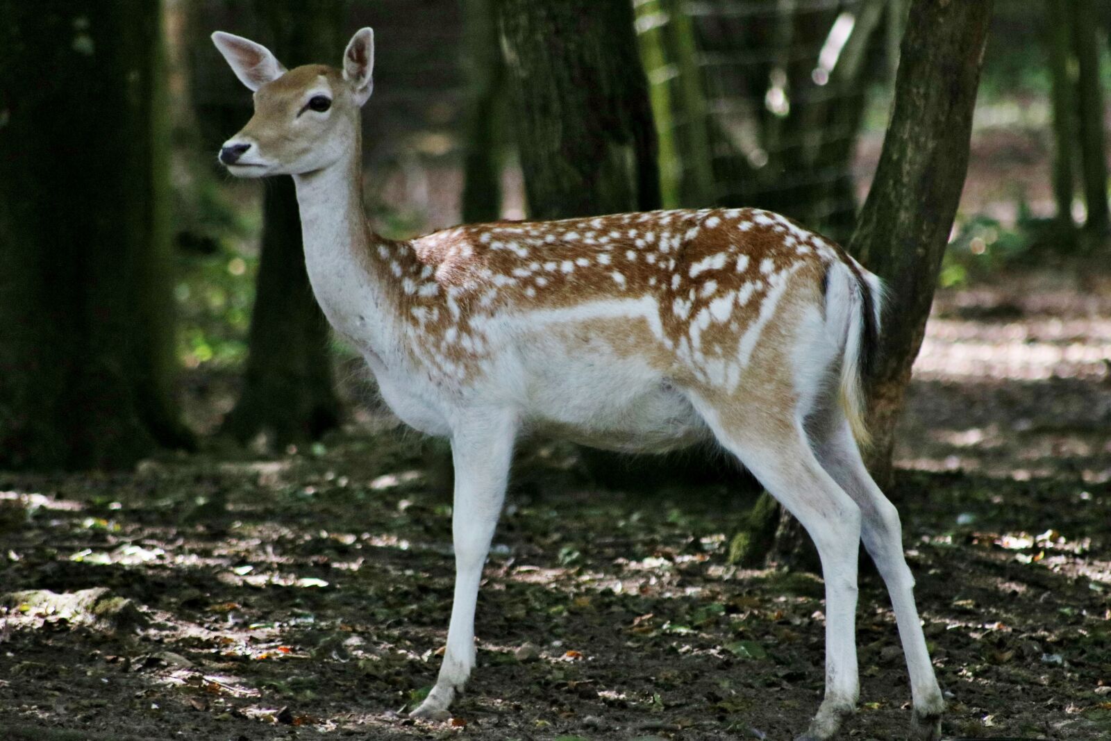 Canon EOS 750D (EOS Rebel T6i / EOS Kiss X8i) sample photo. Fallow deer, deer, fallow photography