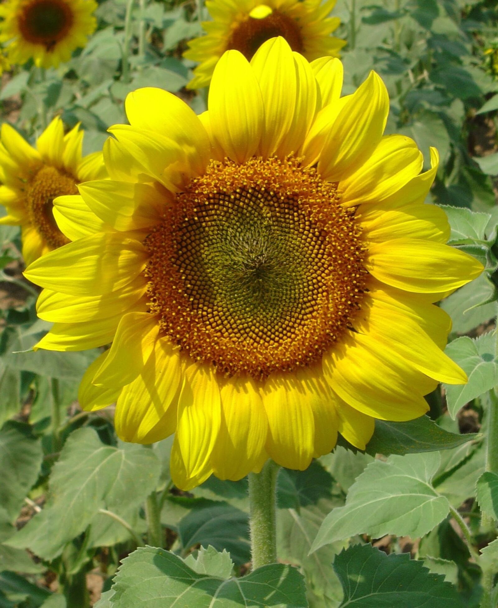 Sony DSC-P92 sample photo. Sunflower, flower, yellow photography