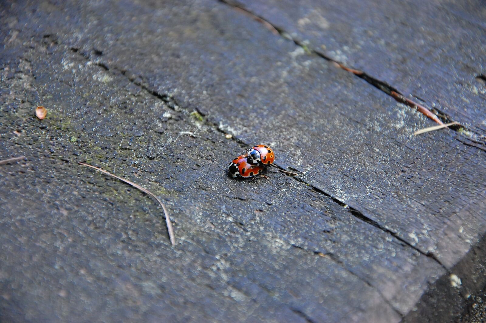 Nikon D40 sample photo. Ladybug, ladybugs, nature photography