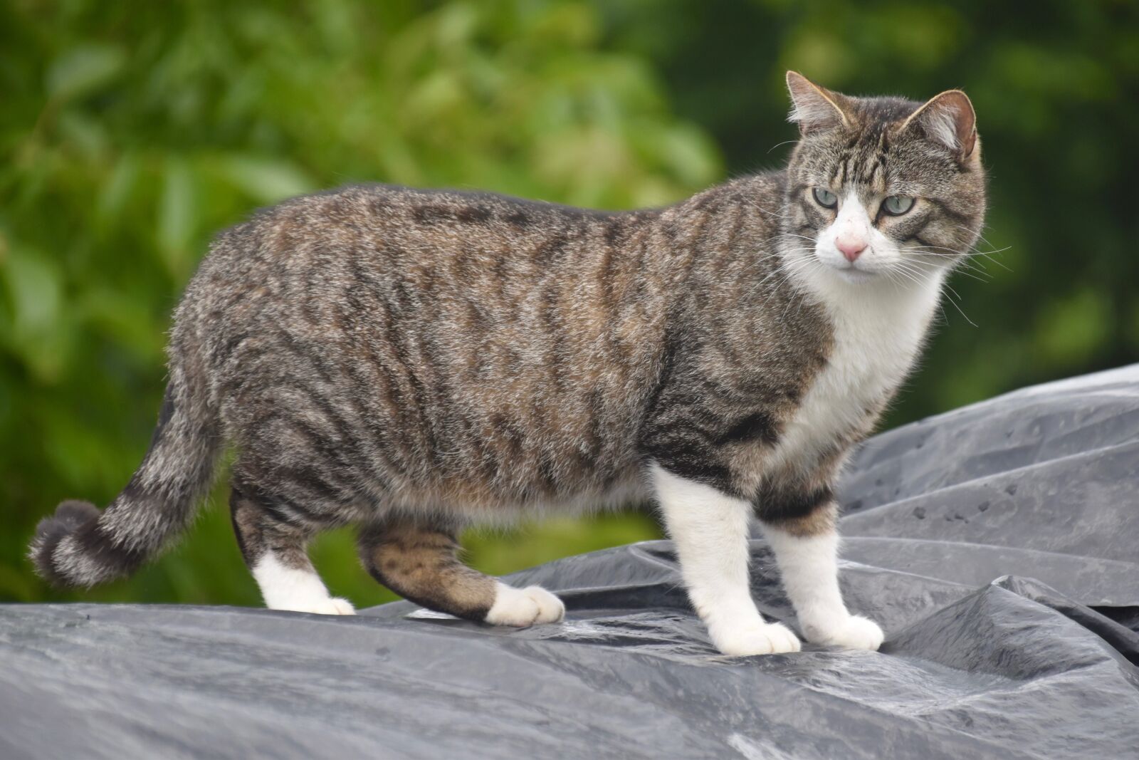 Nikon D5600 sample photo. Cat, feline, animal portrait photography