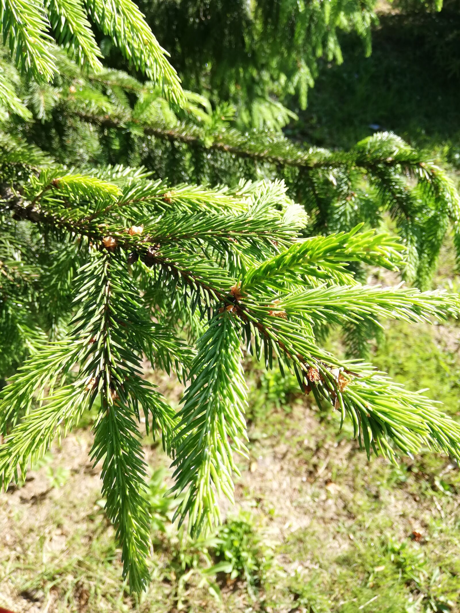 HUAWEI P20 lite sample photo. Branch, pine, day photography