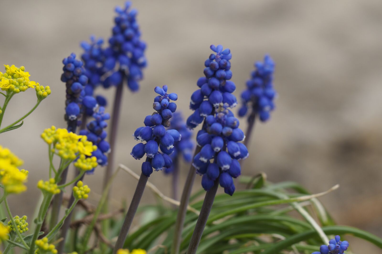 Olympus OM-D E-M10 II sample photo. Grape hyacinths, spring, garden photography