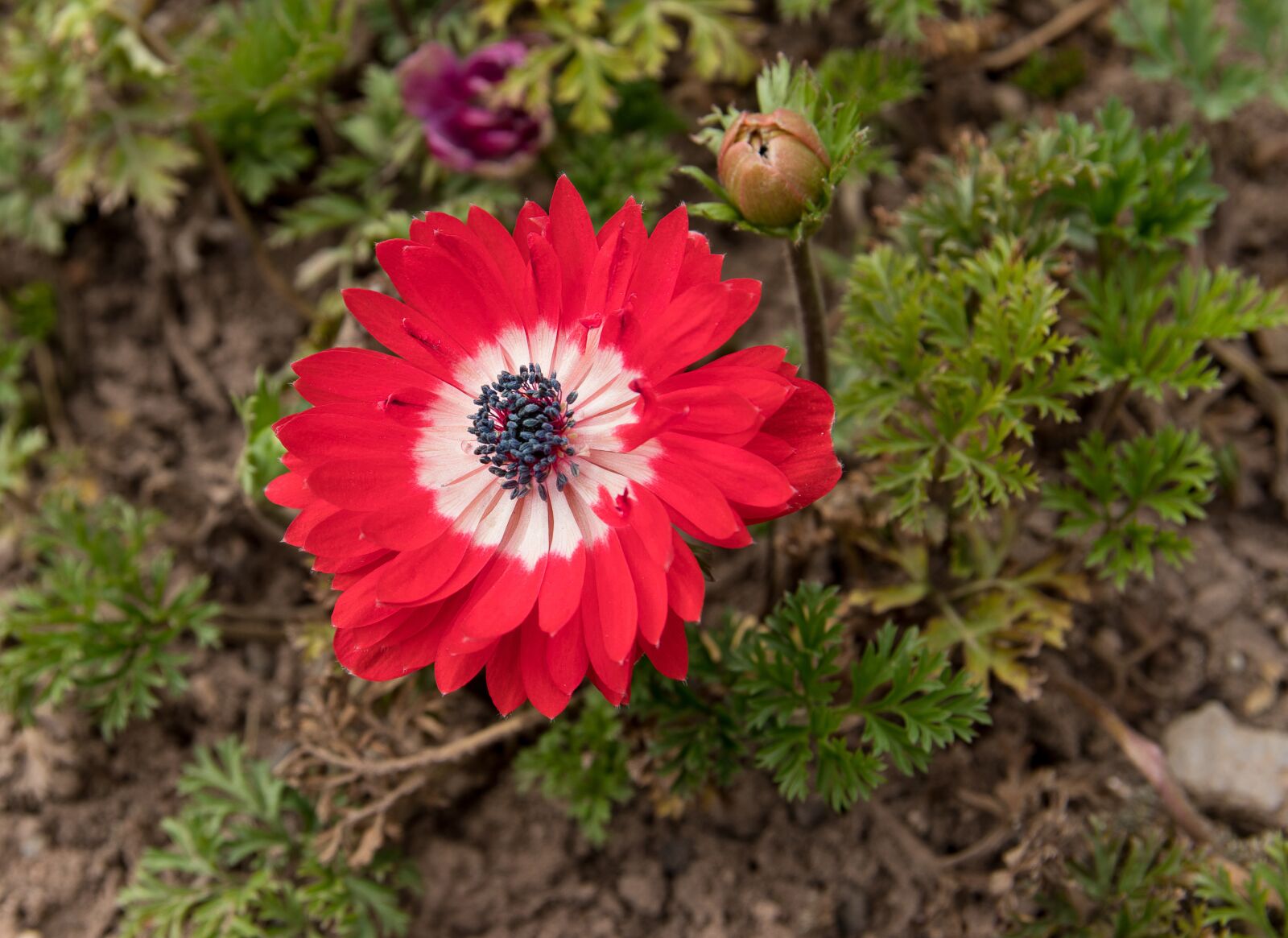 Canon EOS 80D sample photo. Anemone, flower, plant photography