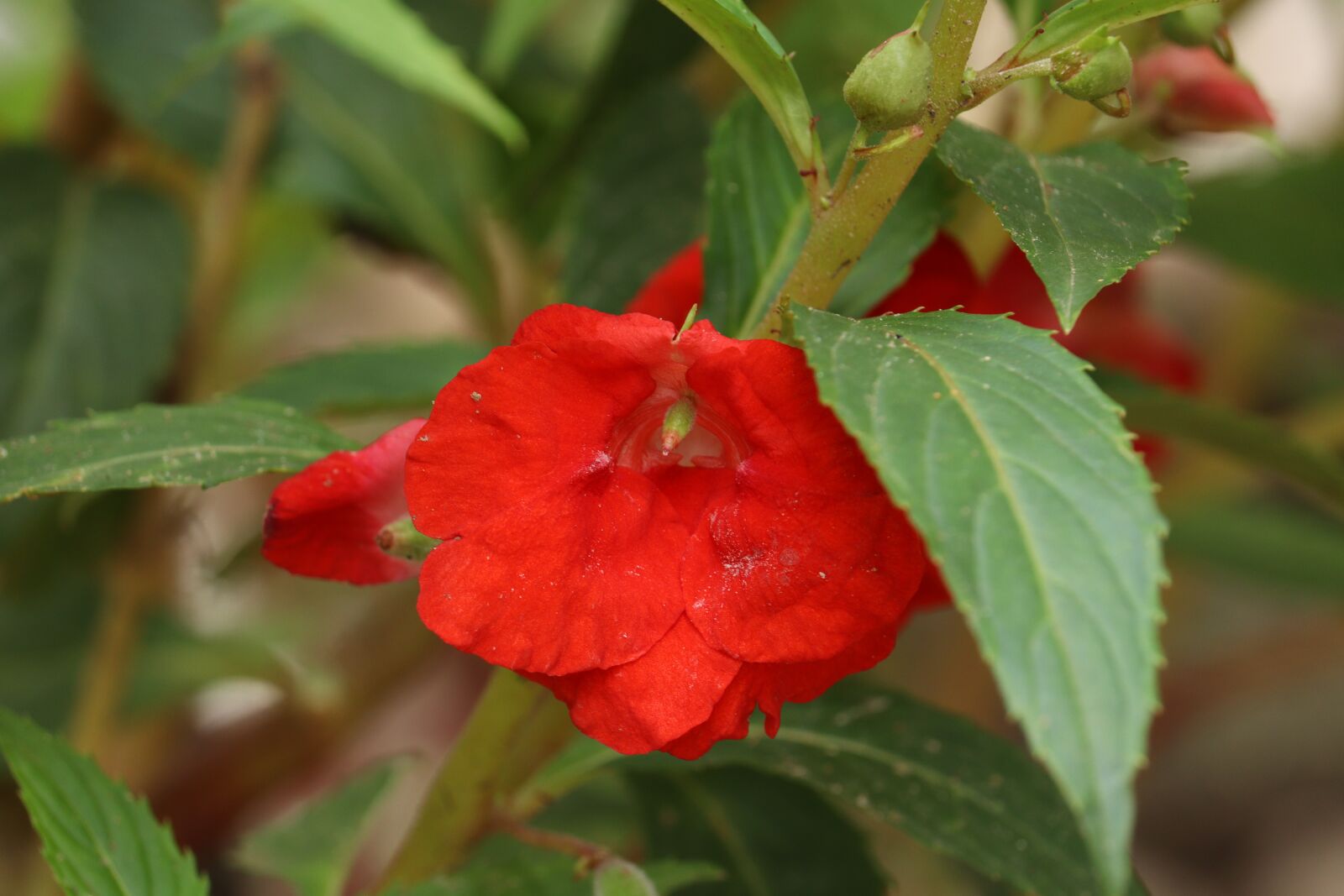 Canon EOS 250D (EOS Rebel SL3 / EOS Kiss X10 / EOS 200D II) sample photo. Flower, red, green photography
