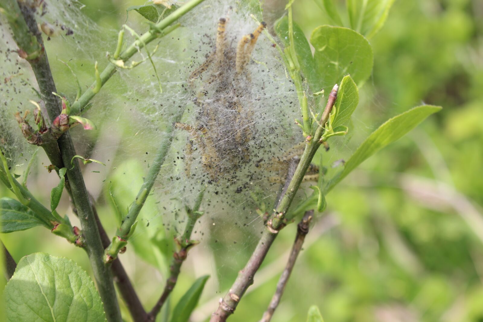 Canon EOS 600D (Rebel EOS T3i / EOS Kiss X5) sample photo. Track, cocoon, nature photography