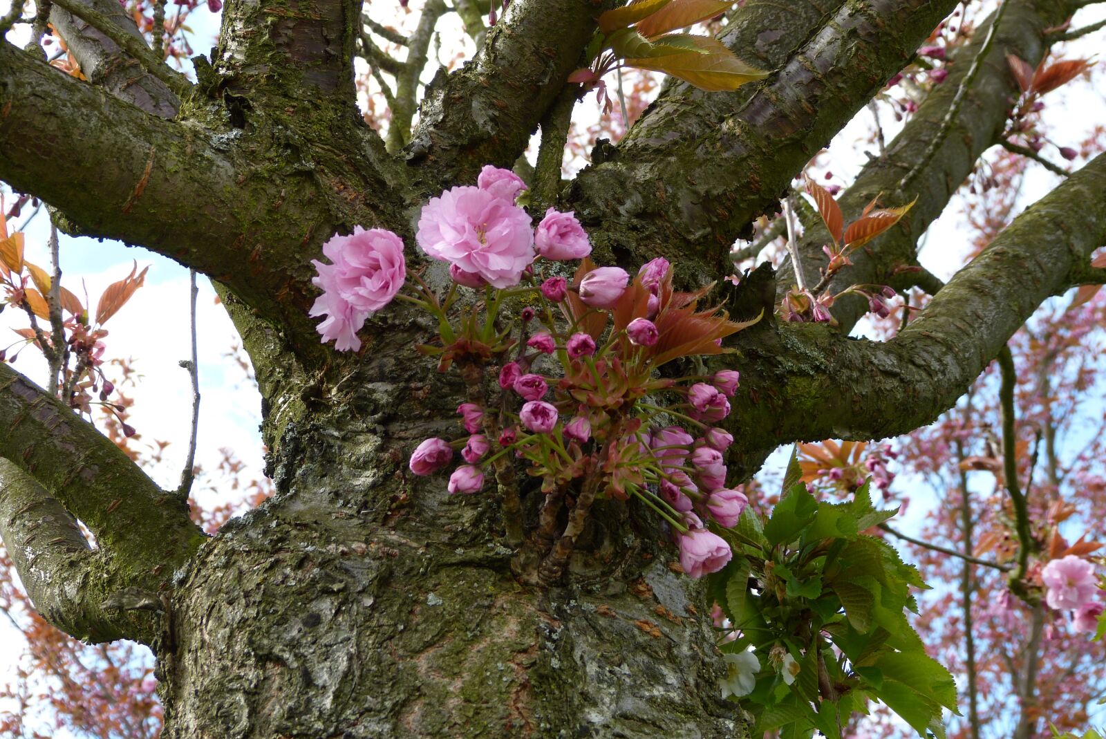 Panasonic Lumix DMC-FZ150 sample photo. Berlin, teltow, cherry blossom photography