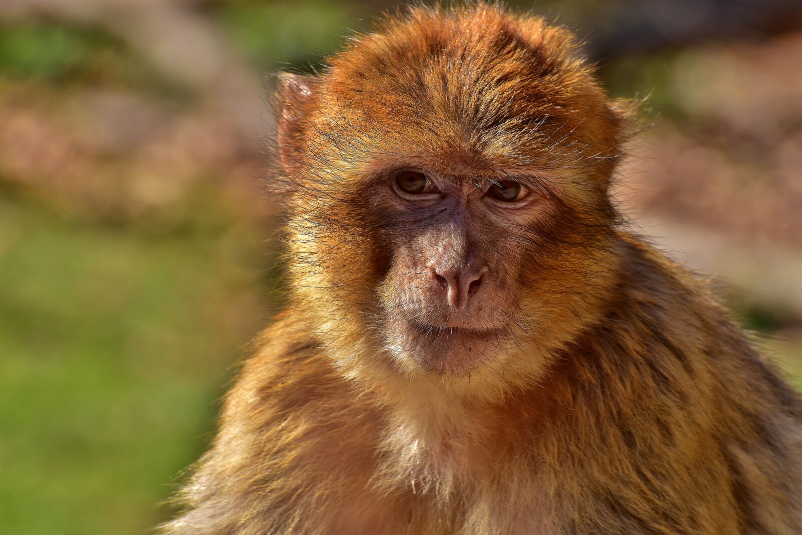 Nikon D7200 sample photo. Barbary ape, animal, äffchen photography