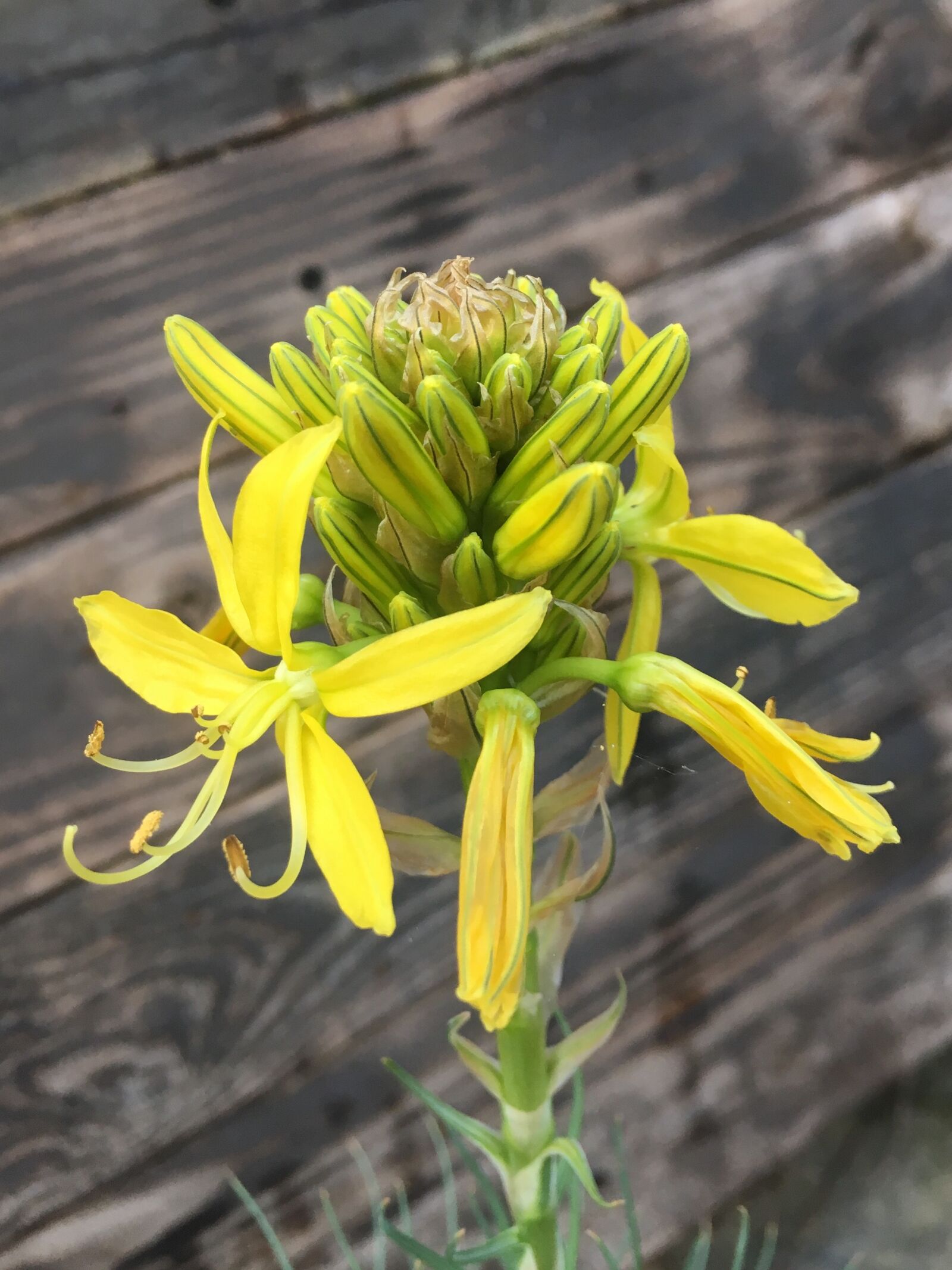 iPhone SE back camera 4.15mm f/2.2 sample photo. Flower, yellow, charred photography