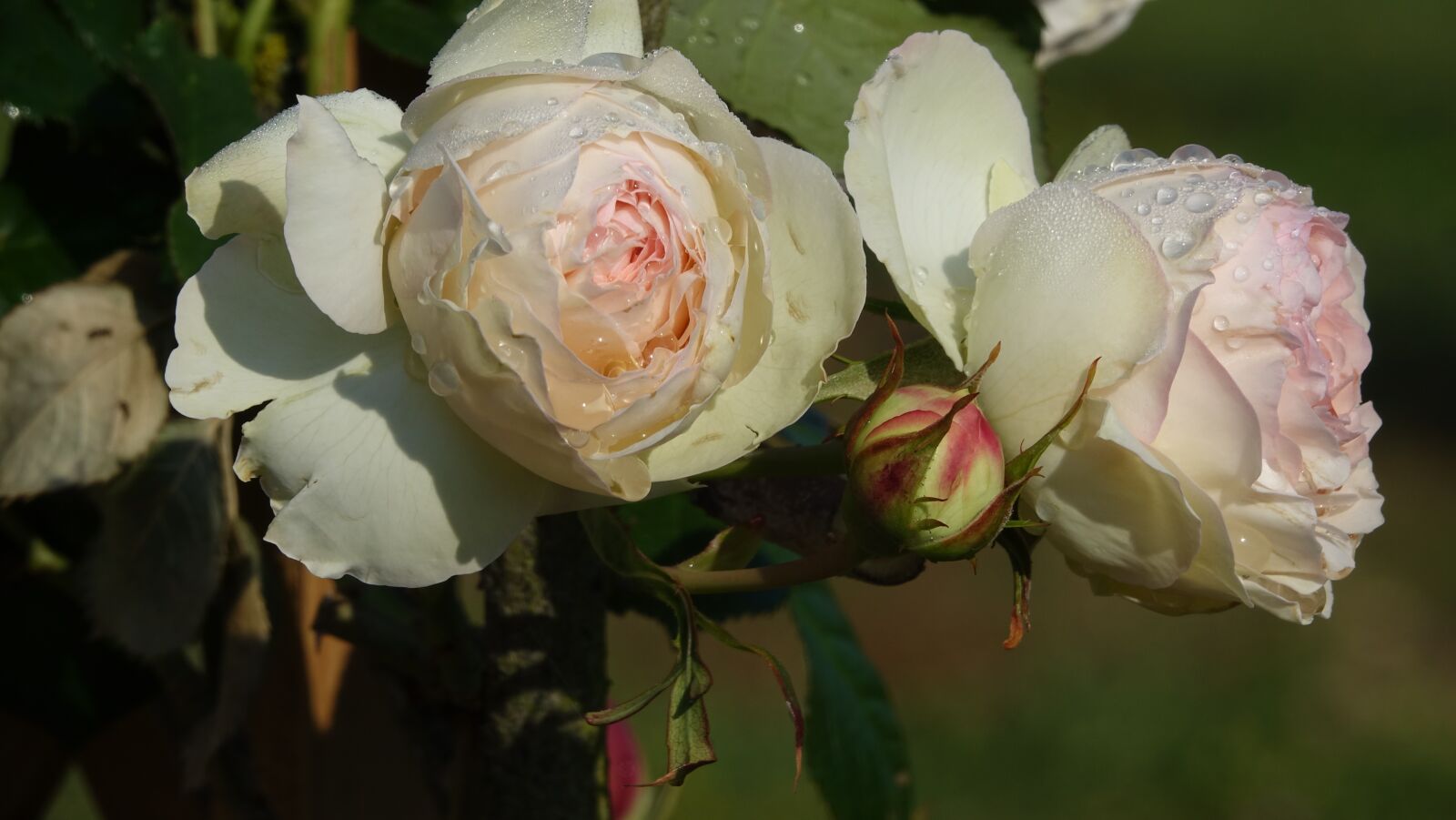 Sony Cyber-shot DSC-RX10 III sample photo. Roses, rain, drop photography