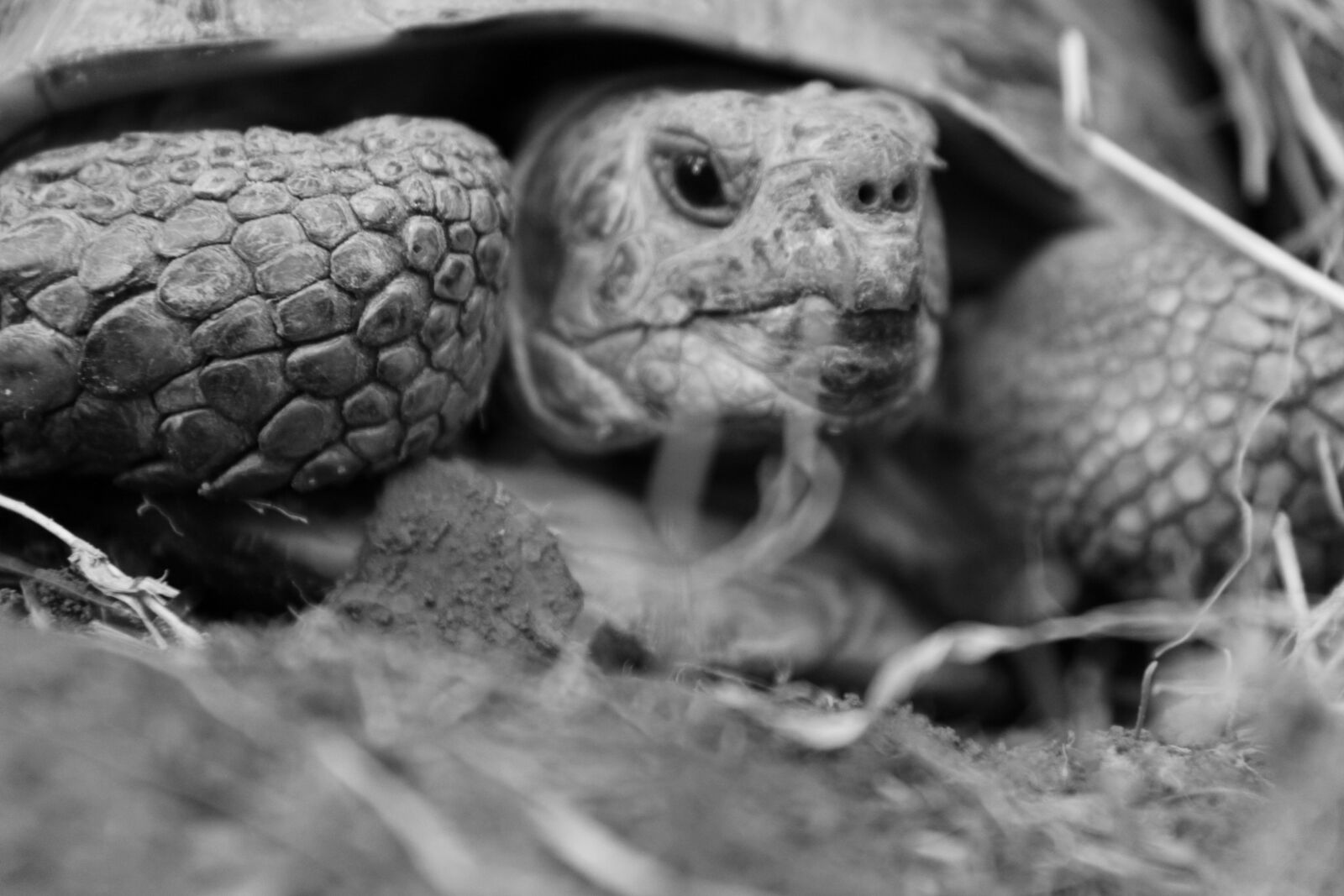 Canon EOS 50D sample photo. Turtle, tortoise, four toes-tortoise photography