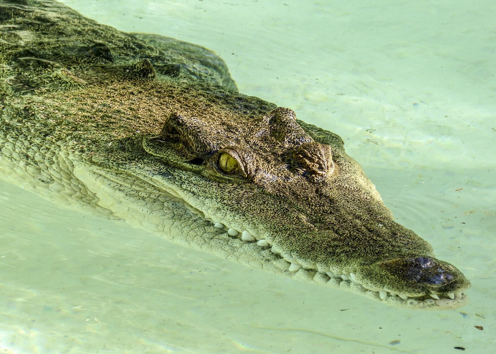 Panasonic Lumix DMC-FZ200 sample photo. Alligator, reptile, predator photography