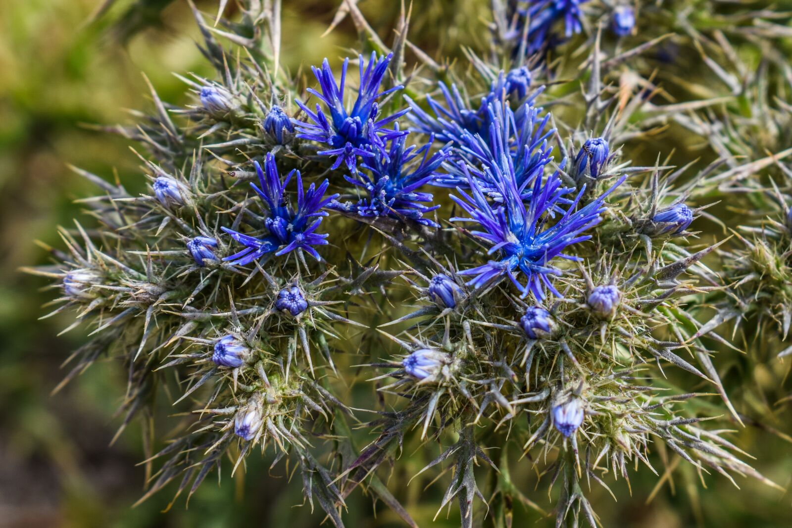 Nikon D3300 sample photo. Wildflower, blue, thorns photography